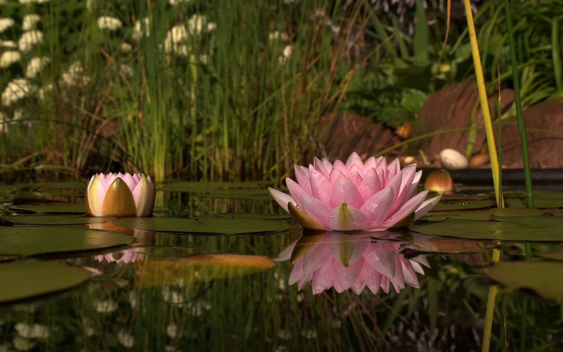 Téléchargez des papiers peints mobile Lotus, Fleur Rose, Fleurs, Fleur, Terre/nature gratuitement.