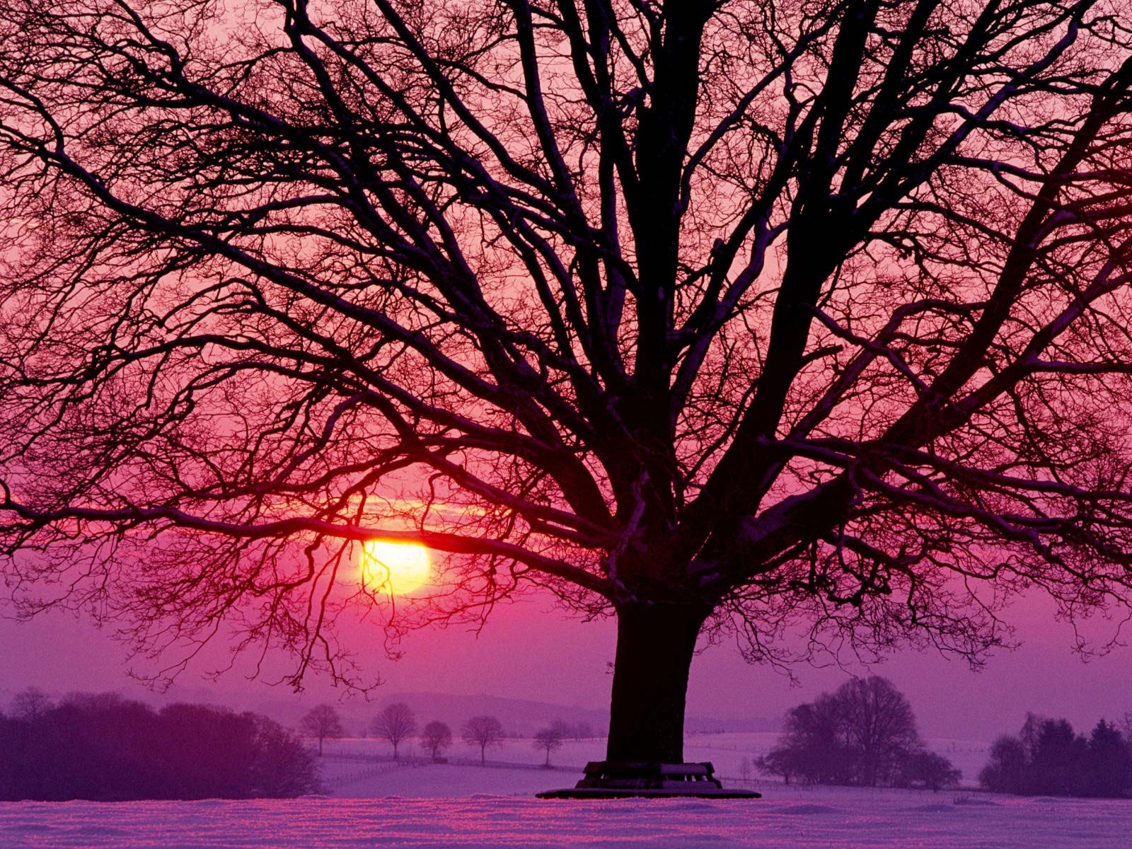 Laden Sie das Winter, Rosa, Schnee, Baum, Himmel, Sonnenuntergang, Sonne, Erde/natur-Bild kostenlos auf Ihren PC-Desktop herunter