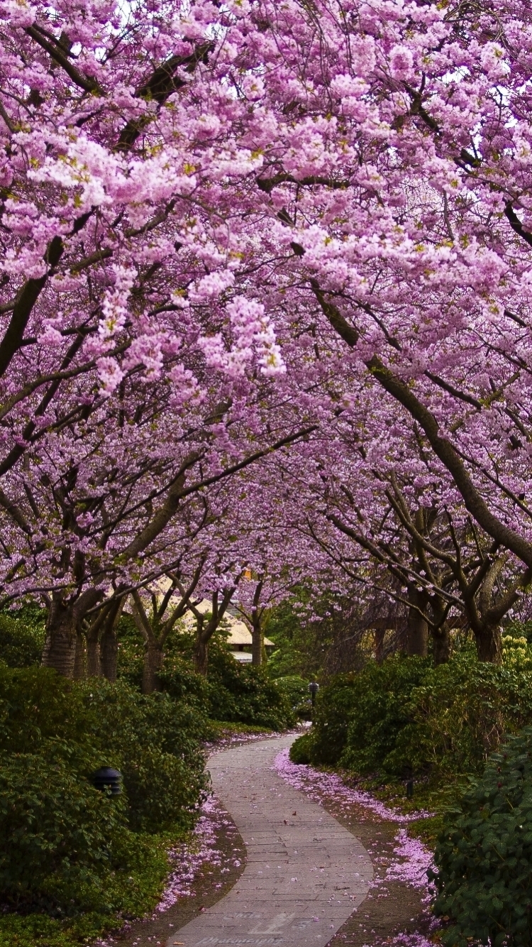 Descarga gratuita de fondo de pantalla para móvil de Primavera, Tierra/naturaleza.