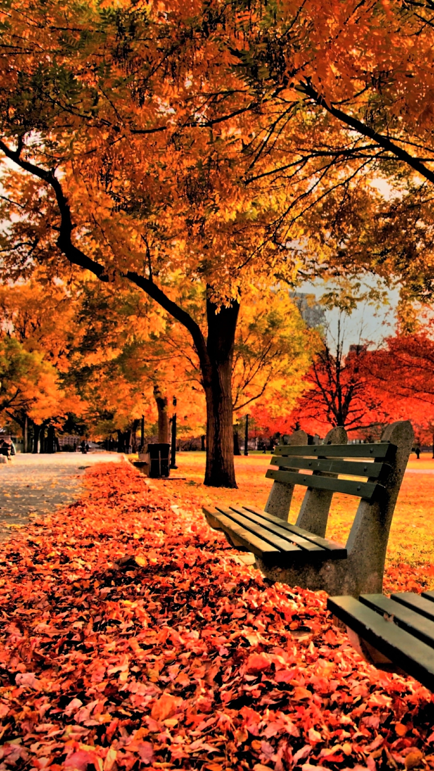 無料モバイル壁紙木, 秋, 葉, 公園, カラフル, ベンチ, 写真撮影をダウンロードします。