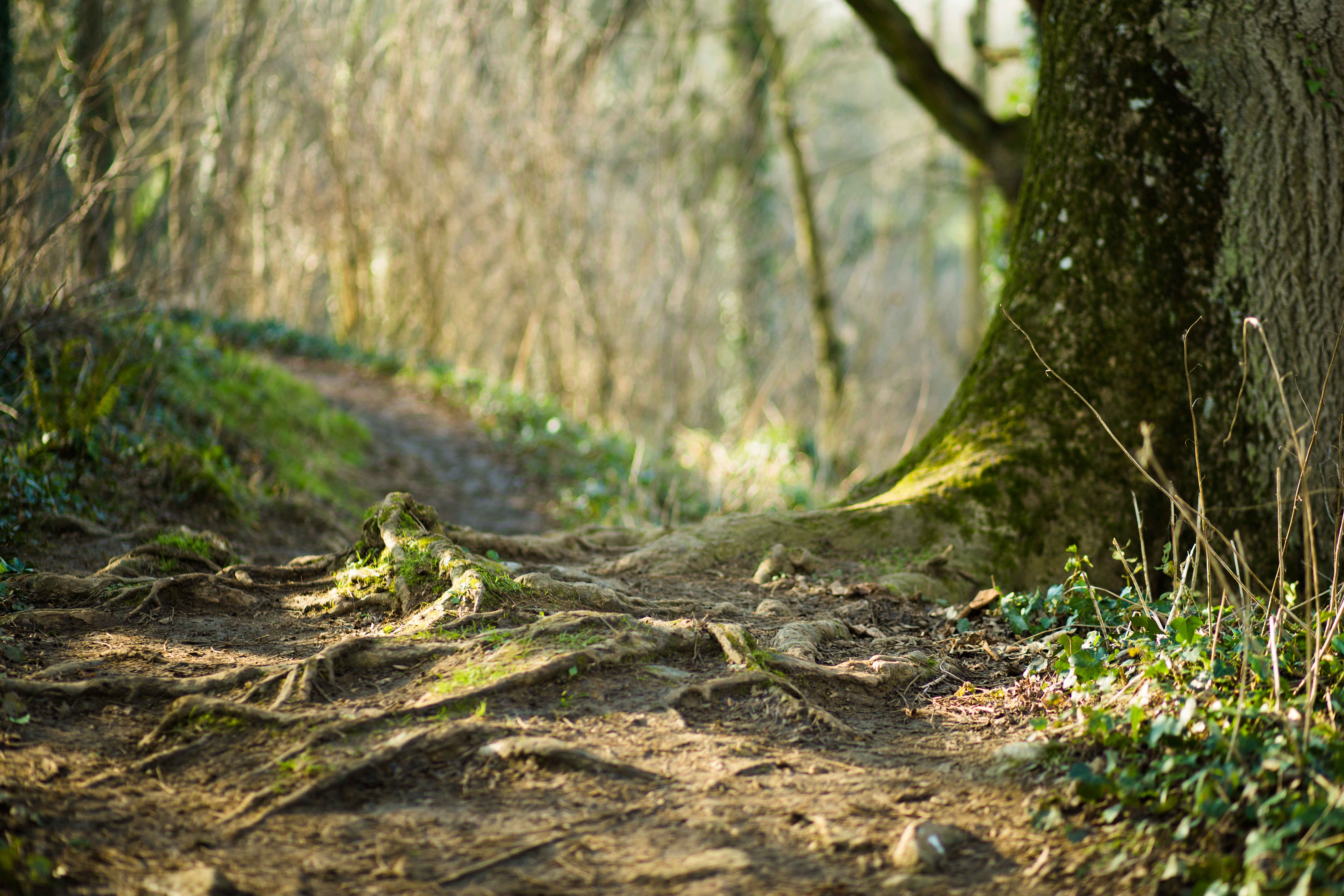 Free download wallpaper Nature, Close Up, Earth, Path, Depth Of Field on your PC desktop