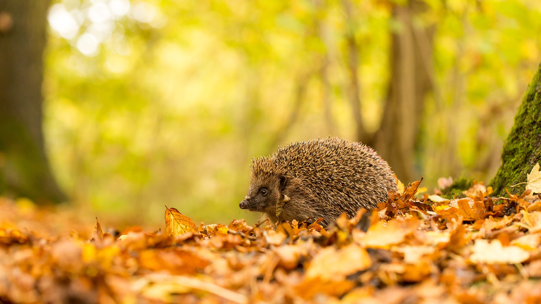 Download mobile wallpaper Fall, Animal, Hedgehog, Depth Of Field for free.