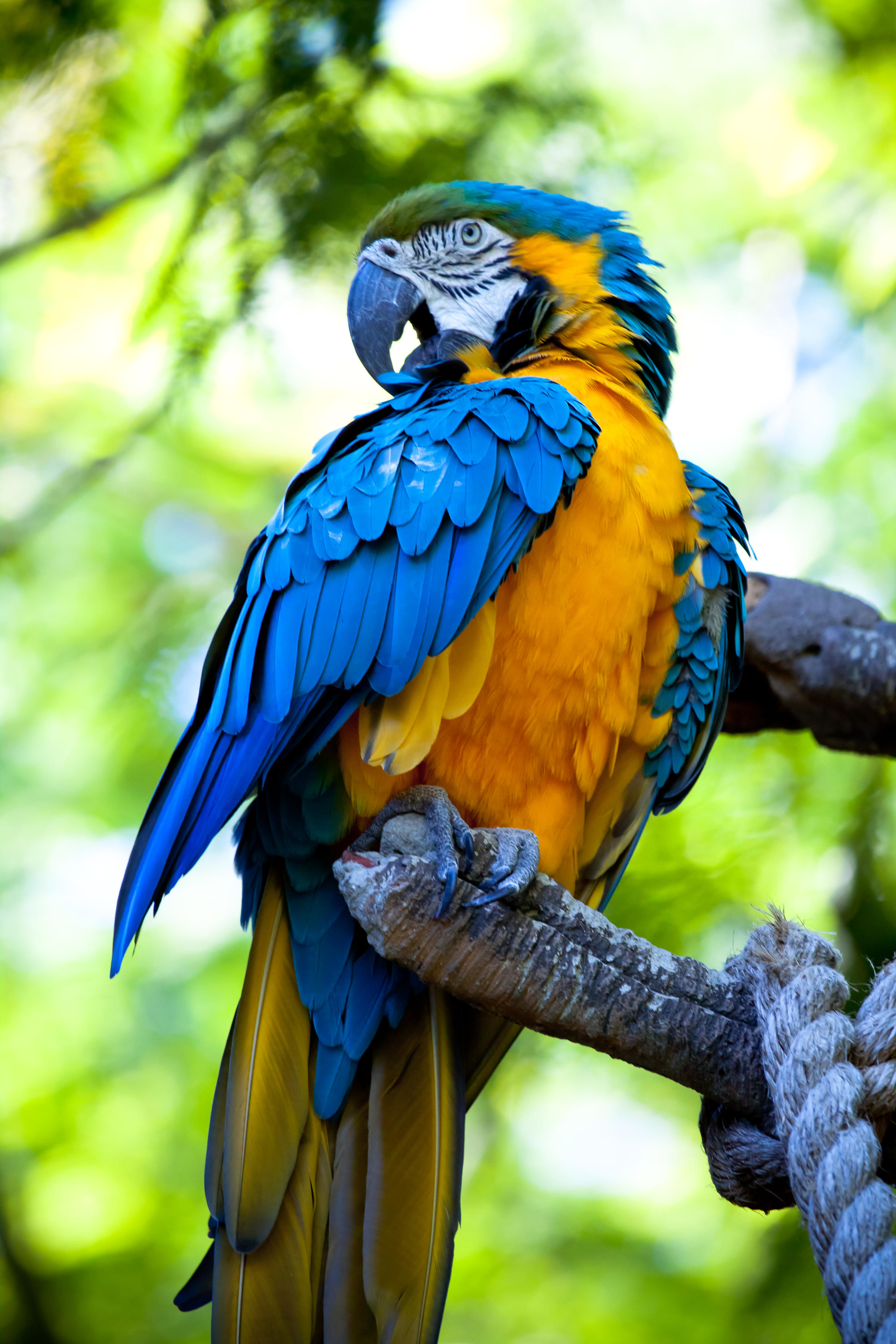 107459 скачать обои попугаи, разноцветный, ара, животные, яркий, птица - заставки и картинки бесплатно
