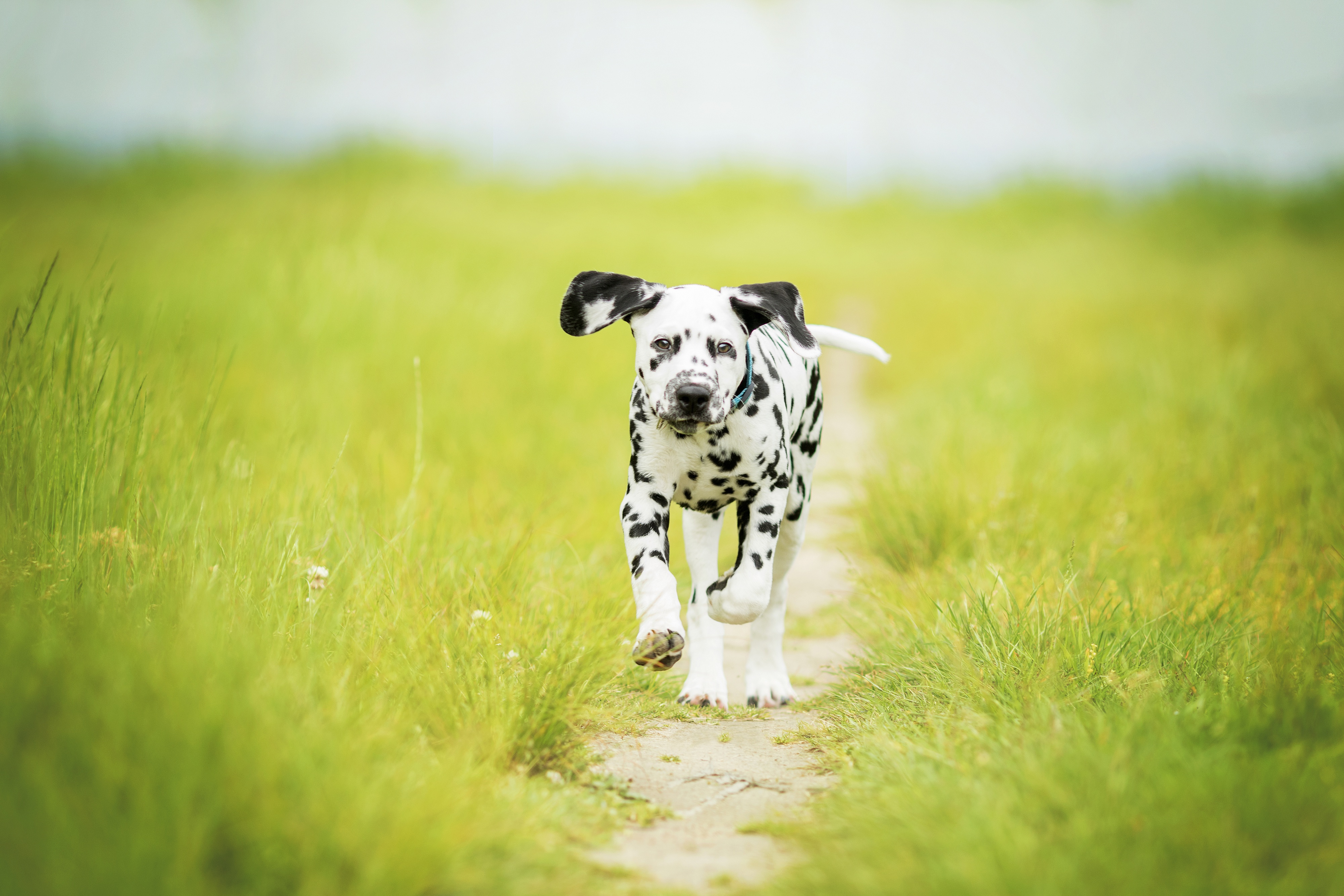Download mobile wallpaper Dogs, Grass, Dog, Path, Animal, Puppy, Dalmatian, Baby Animal, Depth Of Field for free.