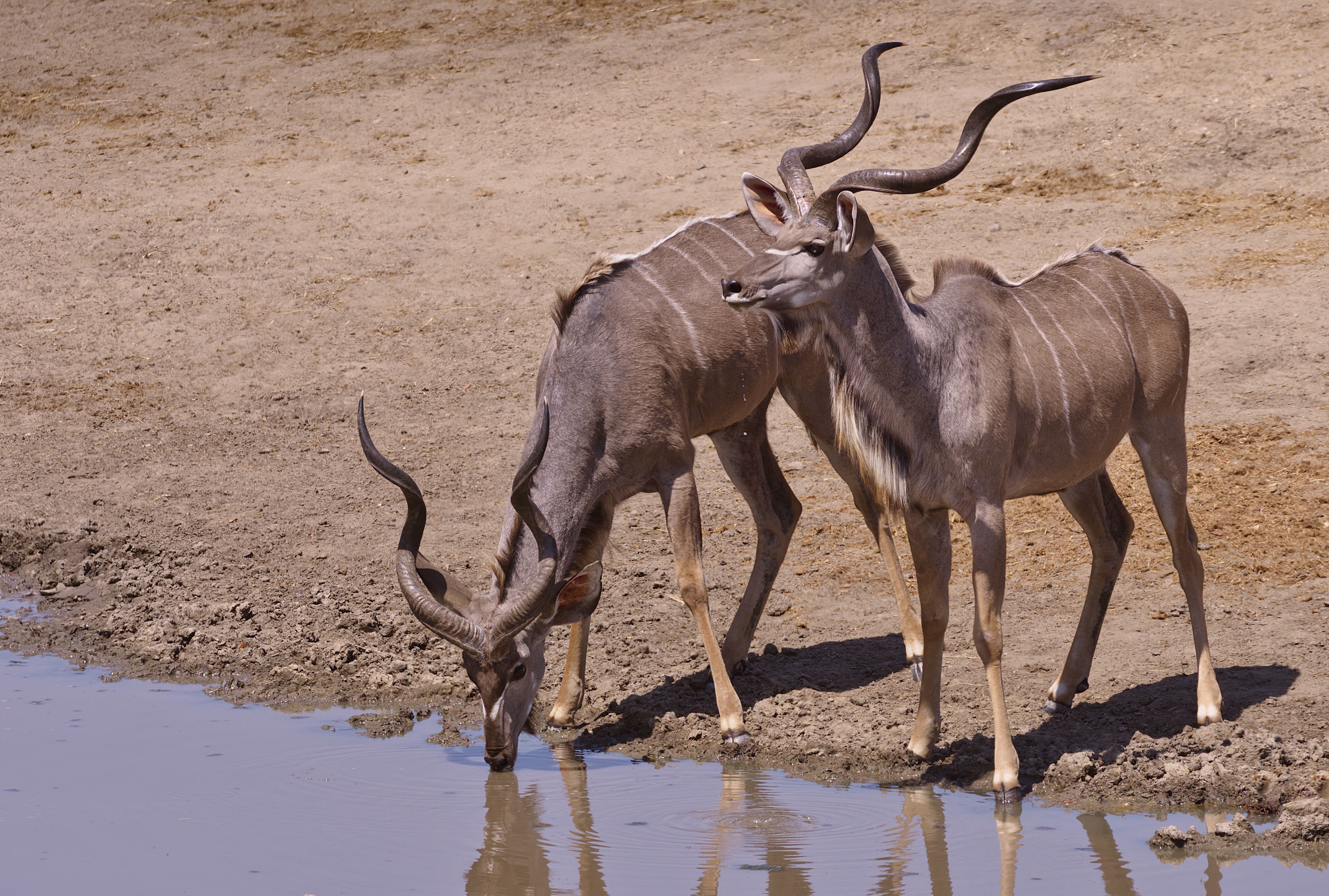 979891 скачать обои животные, куду, африка, антилопа, питьевой, национальный парк хванге, плотина масума, зимбабве - заставки и картинки бесплатно