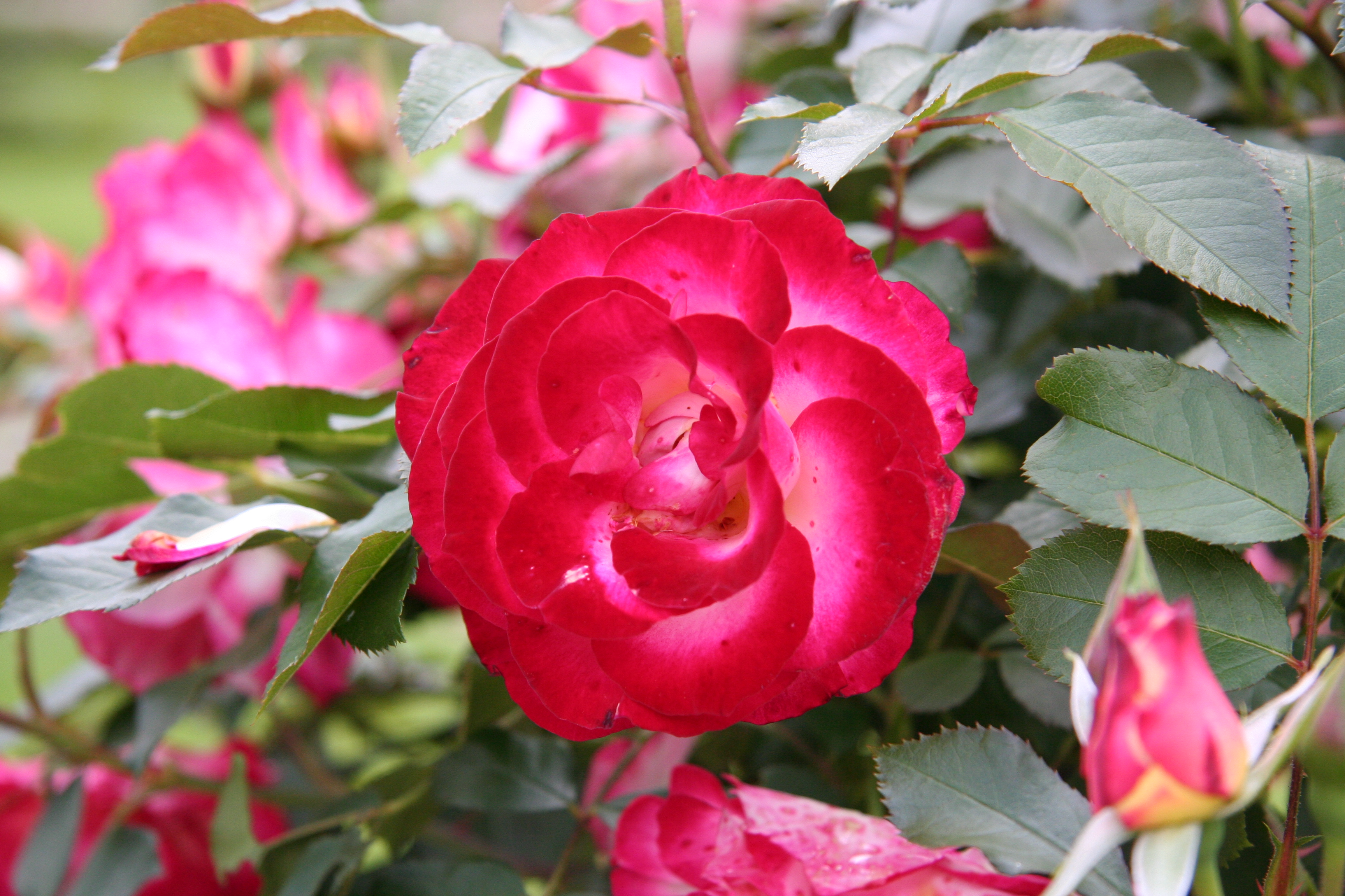 Téléchargez gratuitement l'image Fleurs, Rose, Terre/nature sur le bureau de votre PC