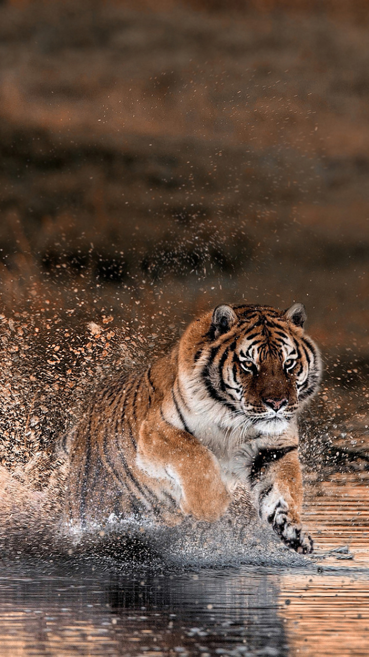 Скачати мобільні шпалери Сплеск, Тигр, Тварина, Коти безкоштовно.