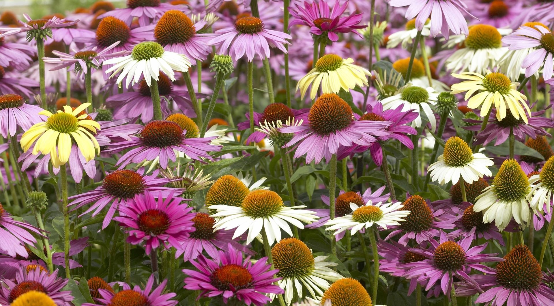multicolored, flowers, flower bed, flowerbed, colorful, echinacea QHD