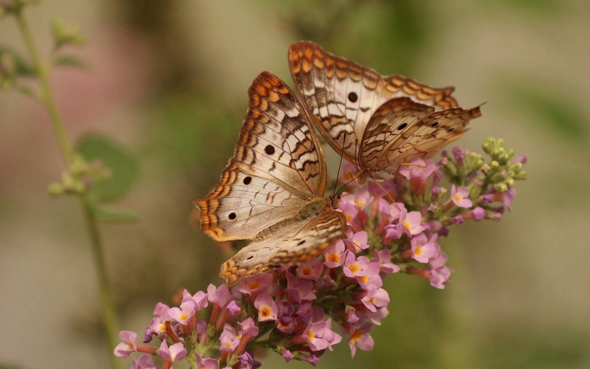 butterflies, flowers, patterns, macro, couple, pair, wings 1080p