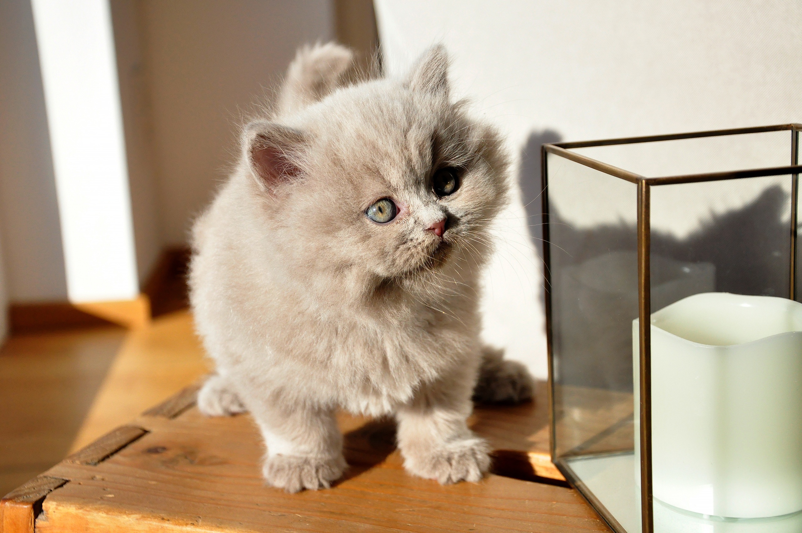 Baixe gratuitamente a imagem Animais, Gatos, Gato, Gatinho, Animal Bebê na área de trabalho do seu PC