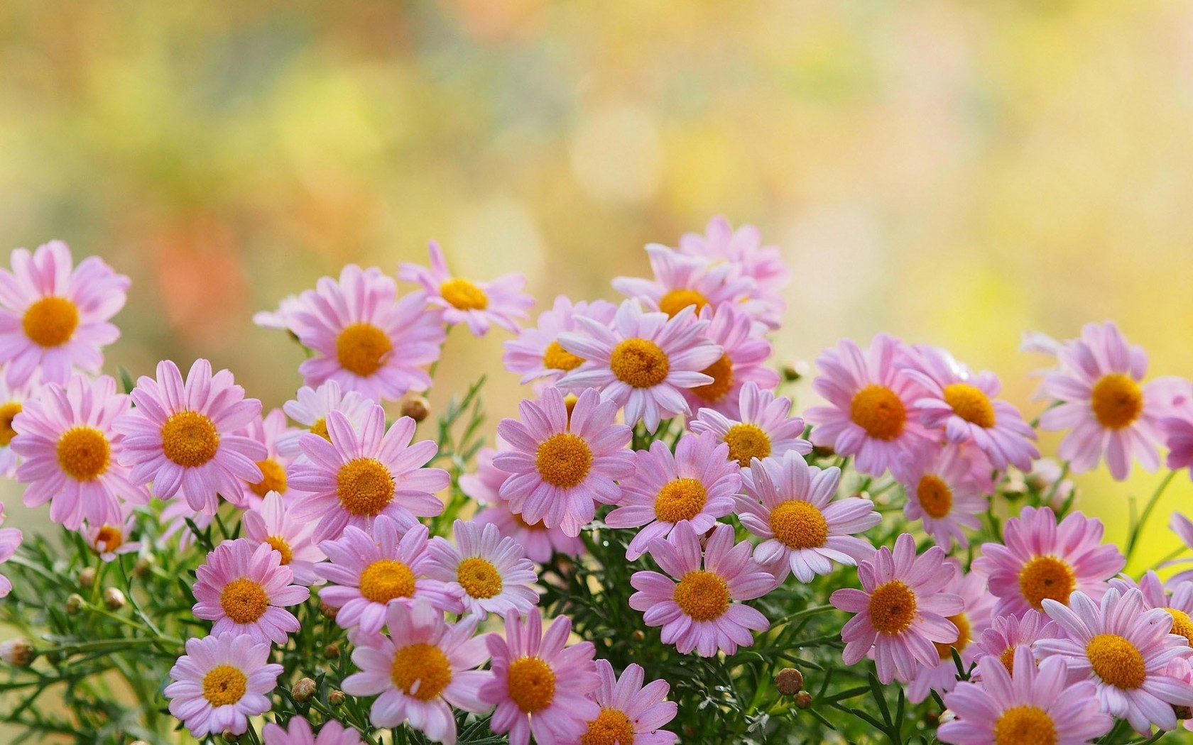 camomile, earth, daisy, flower, pink flower, flowers