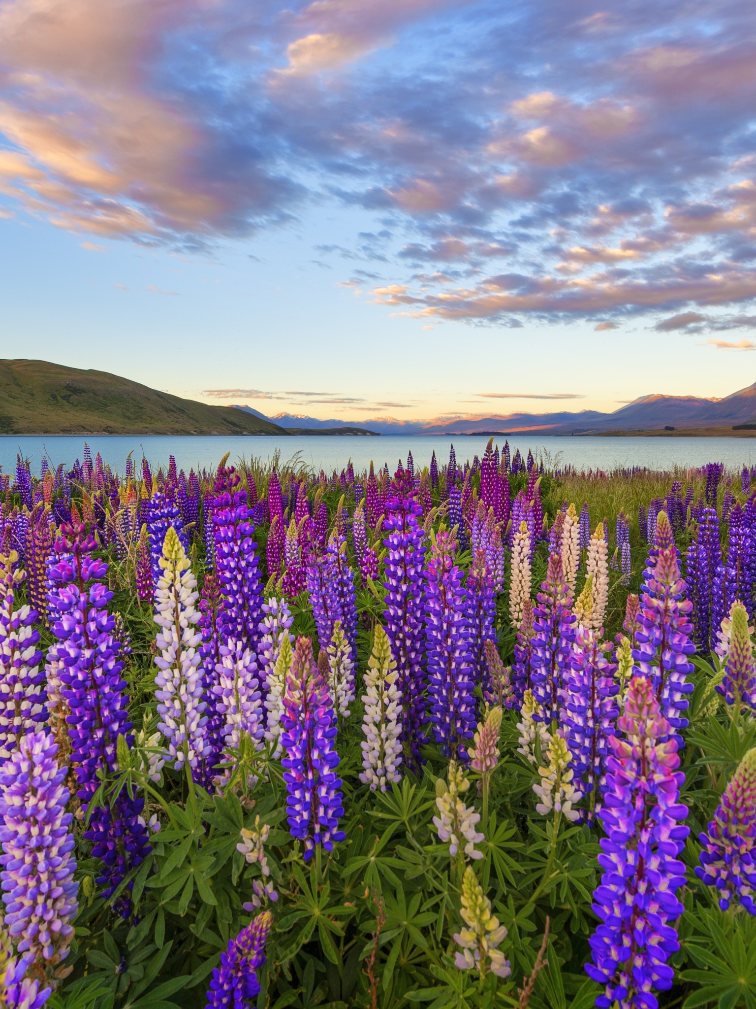 無料モバイル壁紙風景, 自然, 湖, 花, 地球, ルパン, 紫色の花をダウンロードします。