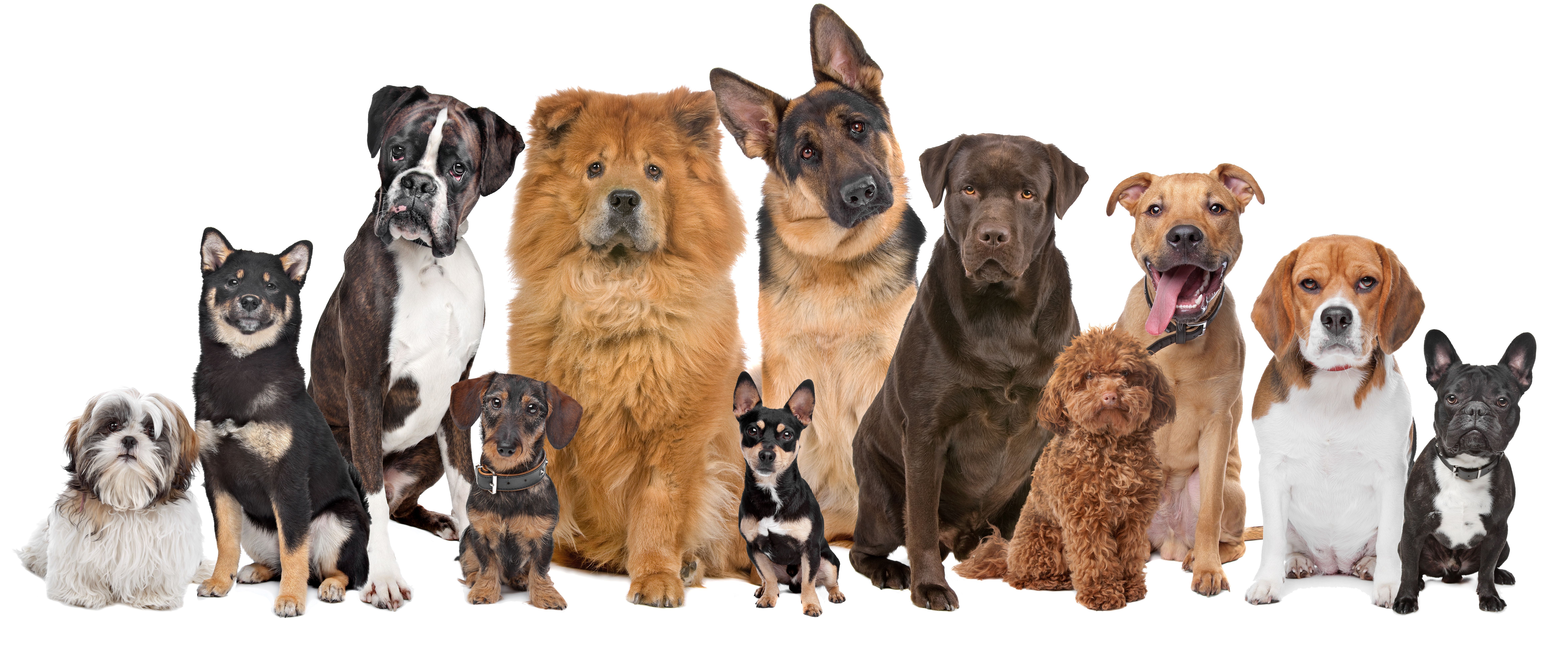 379540 baixar papel de parede cães, animais, cão, beagle, boxer (cão), buldogue francês, pastor alemão, labrador - protetores de tela e imagens gratuitamente