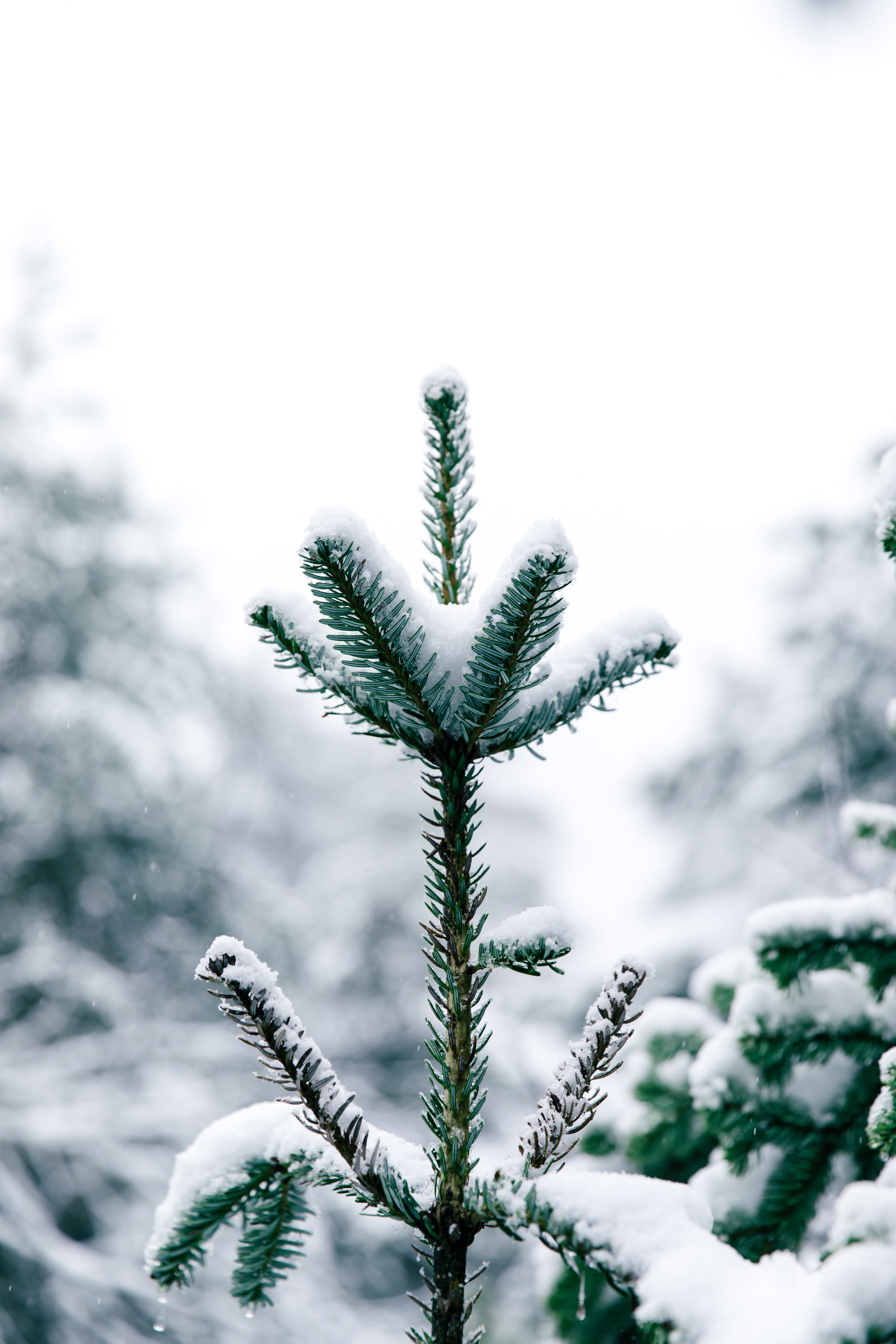 Download mobile wallpaper Needles, Snow, Wood, Tree, Pine, Winter, Nature for free.
