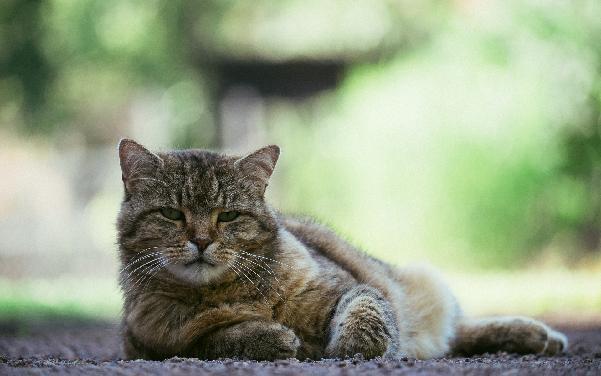 Descarga gratuita de fondo de pantalla para móvil de Animales, Gatos, Gato.