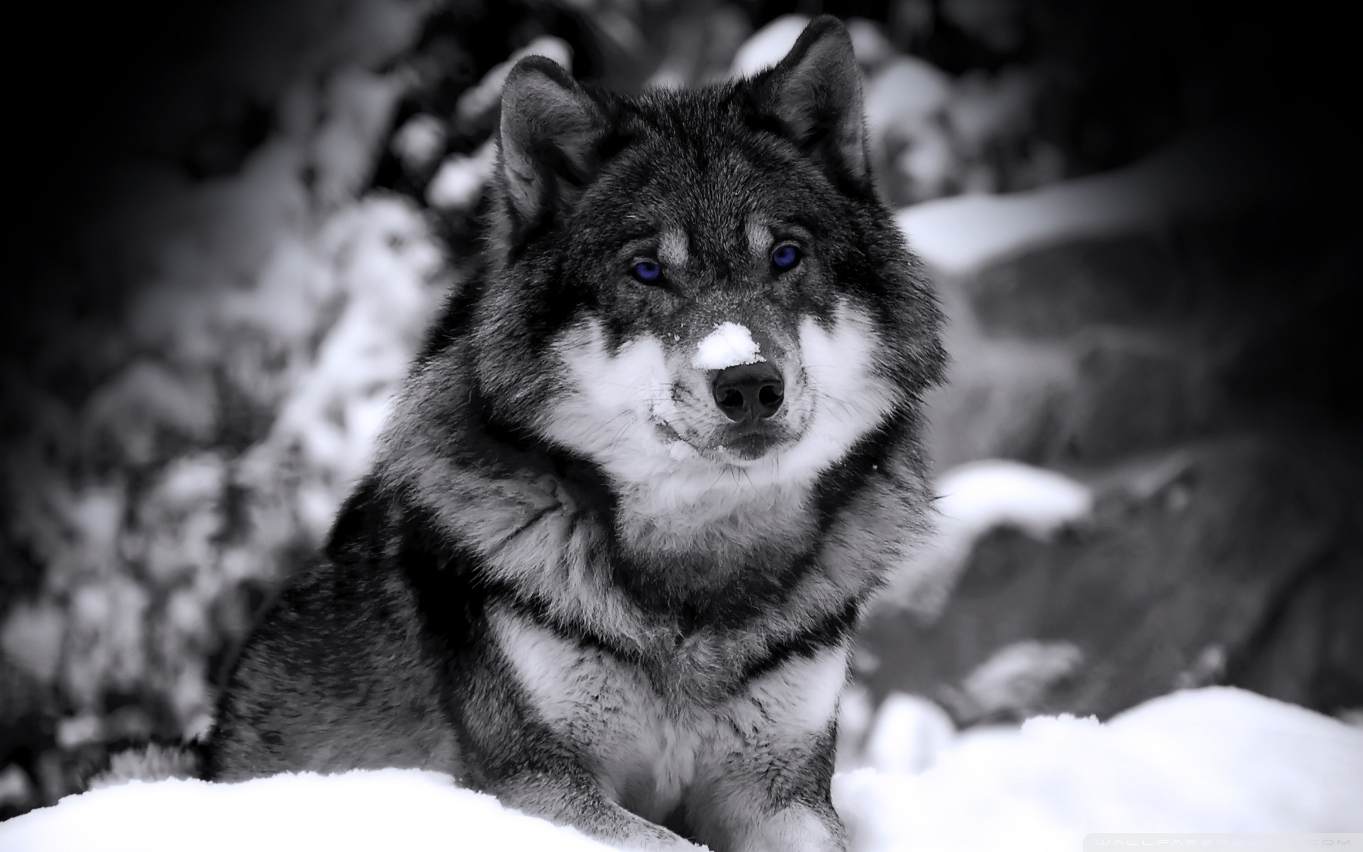 240623 descargar imagen animales, lobo, wolves: fondos de pantalla y protectores de pantalla gratis