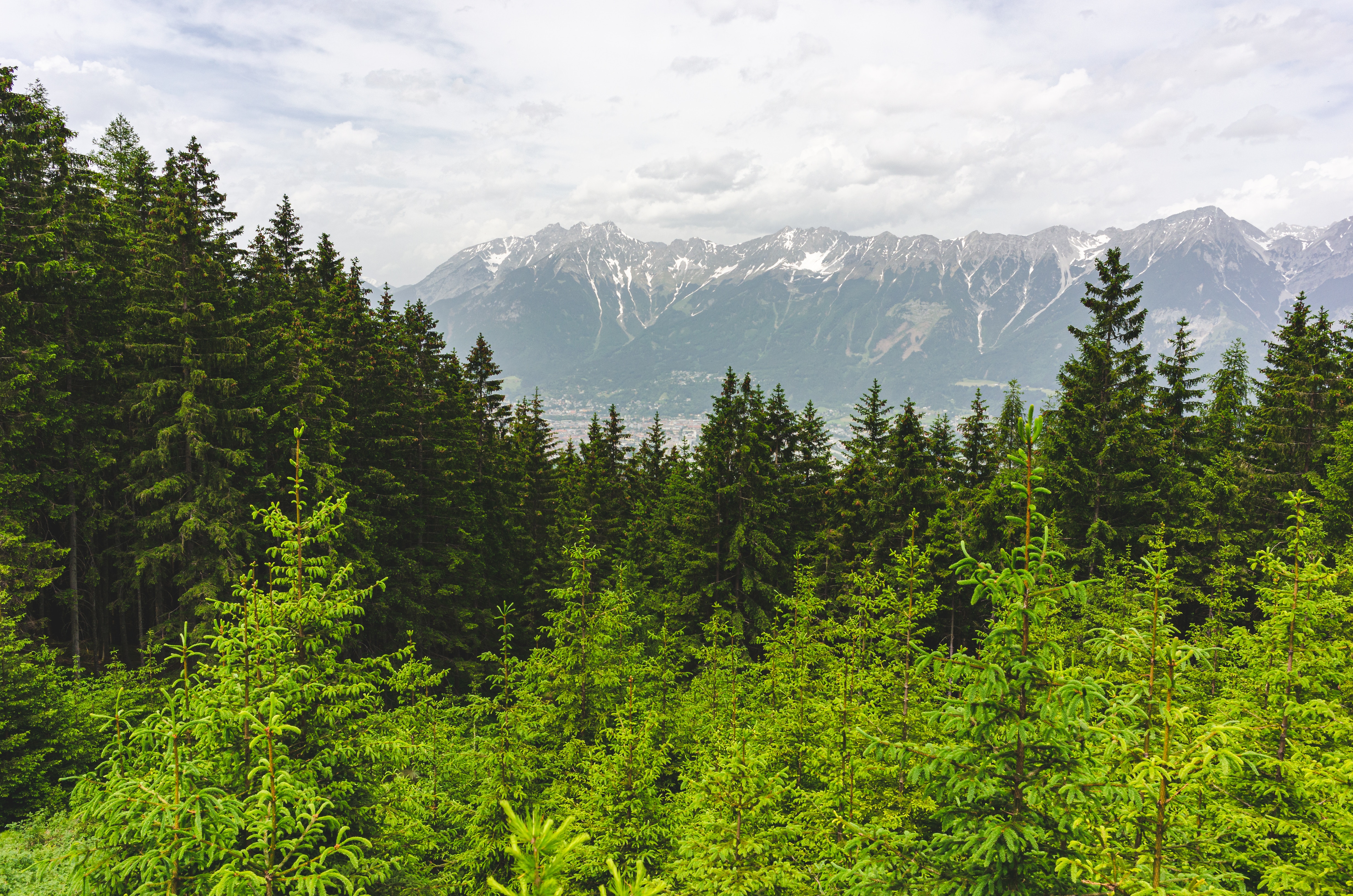 Handy-Wallpaper Bäume, Mountains, Kiefer, Natur, Wald, Landschaft kostenlos herunterladen.