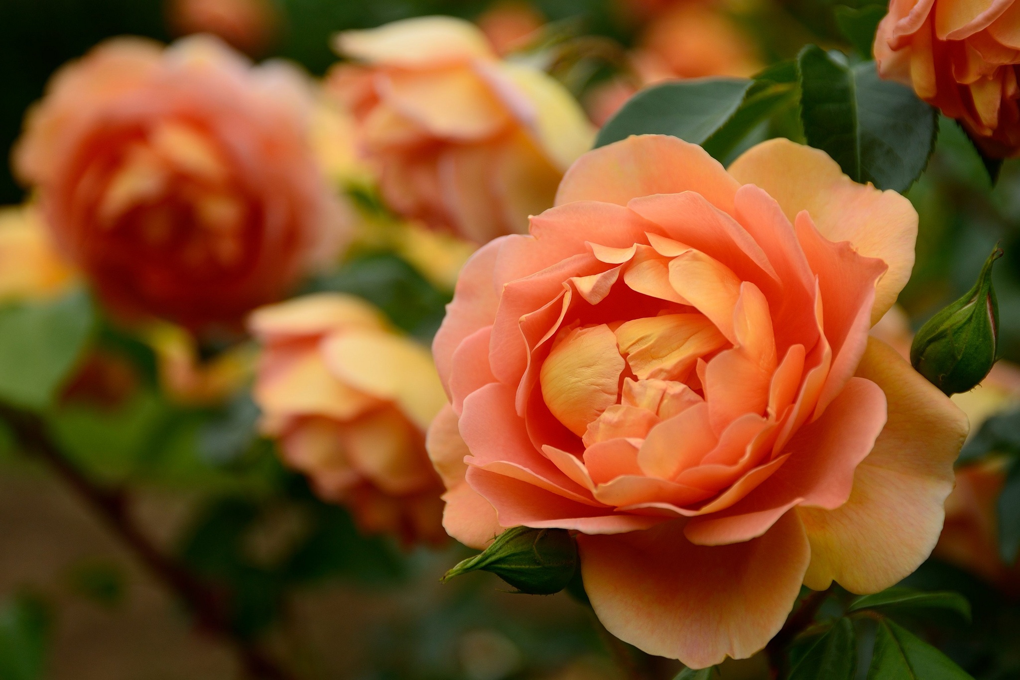 Download mobile wallpaper Nature, Flowers, Flower, Rose, Close Up, Earth, Peach Flower for free.