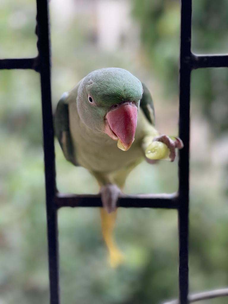 Descarga gratuita de fondo de pantalla para móvil de Animales, Aves, Loro.