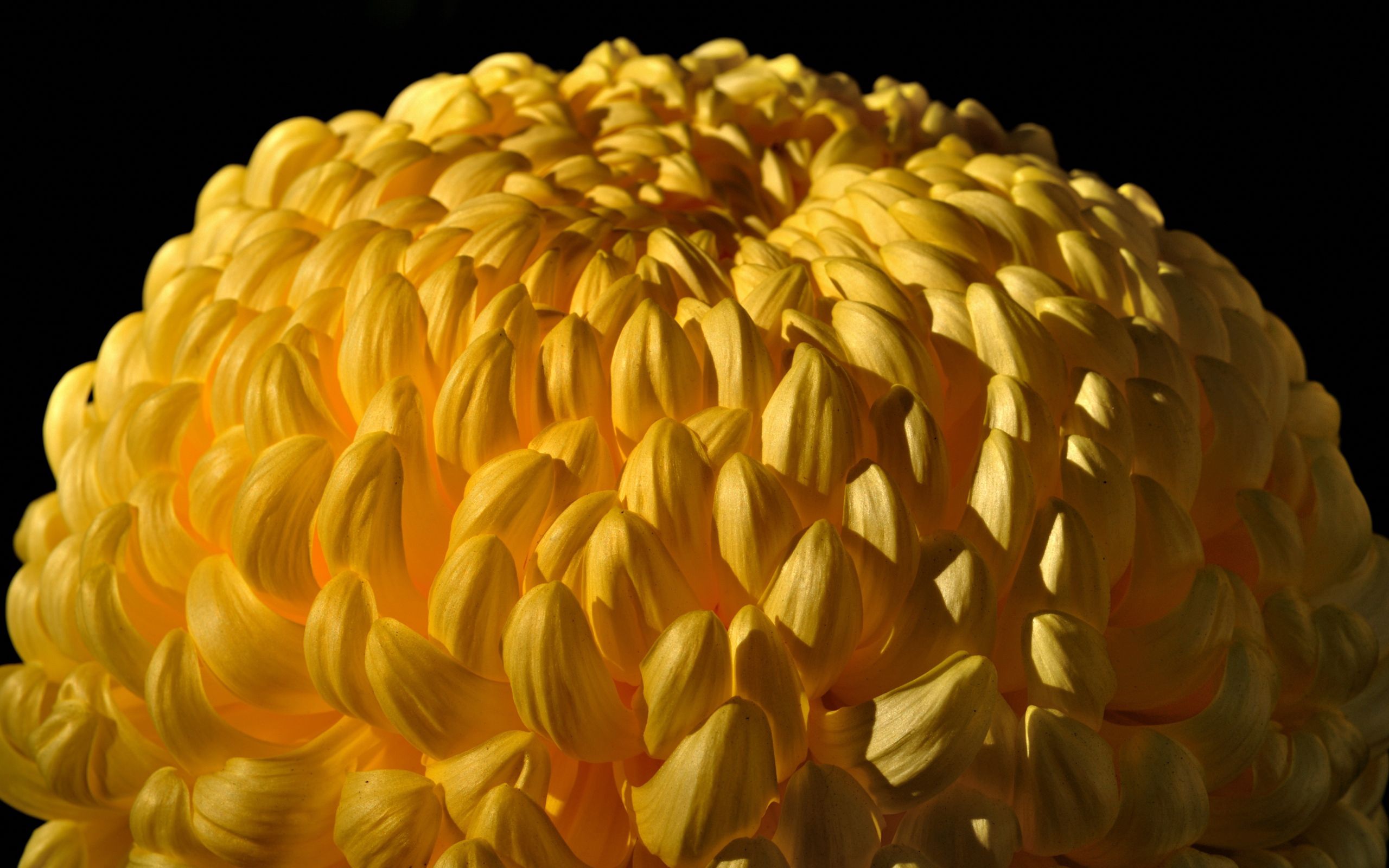 65431 Hintergrundbild herunterladen chrysantheme, gelb, blume, makro - Bildschirmschoner und Bilder kostenlos