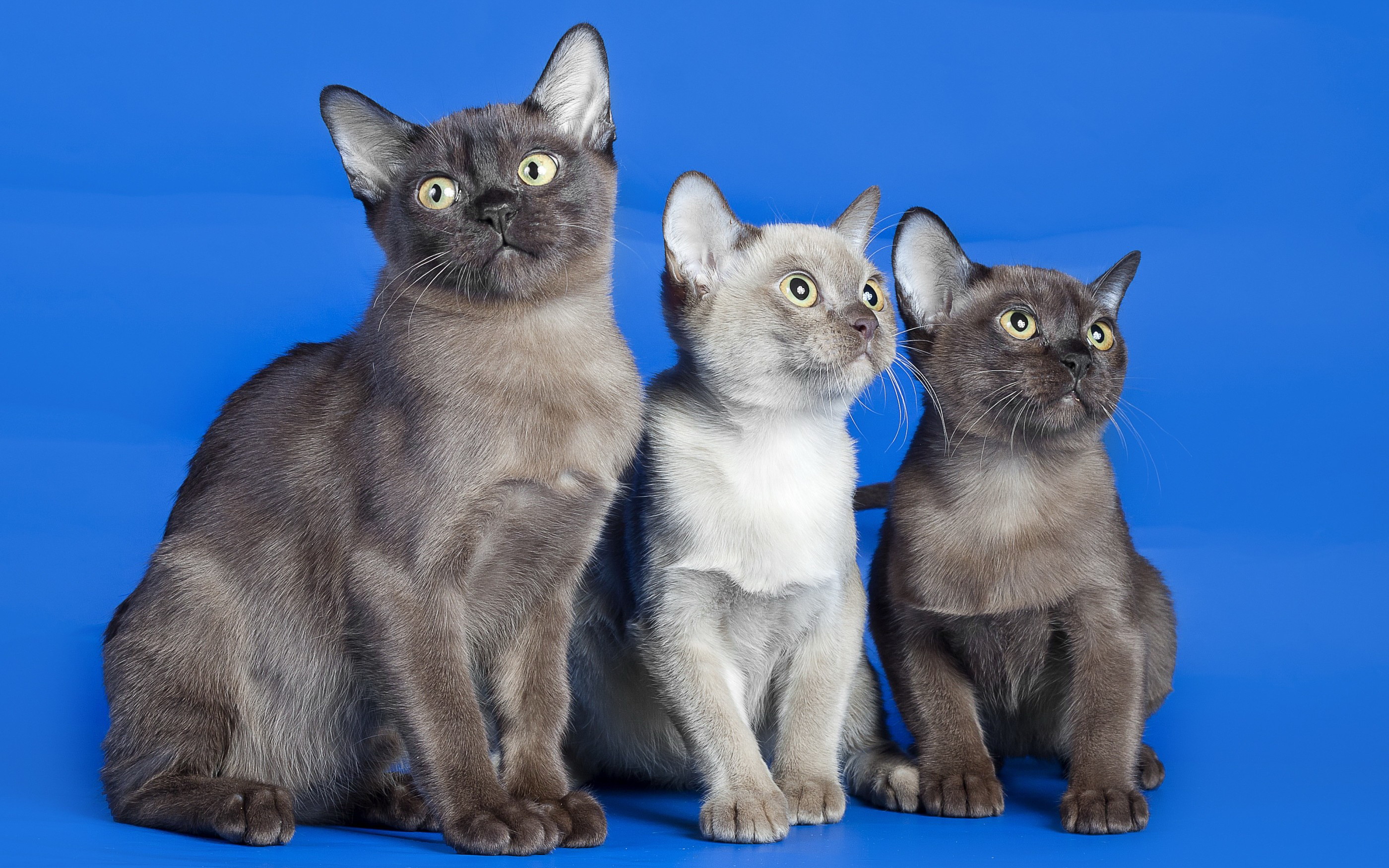 Завантажити шпалери безкоштовно Кішка, Тварина, Коти картинка на робочий стіл ПК