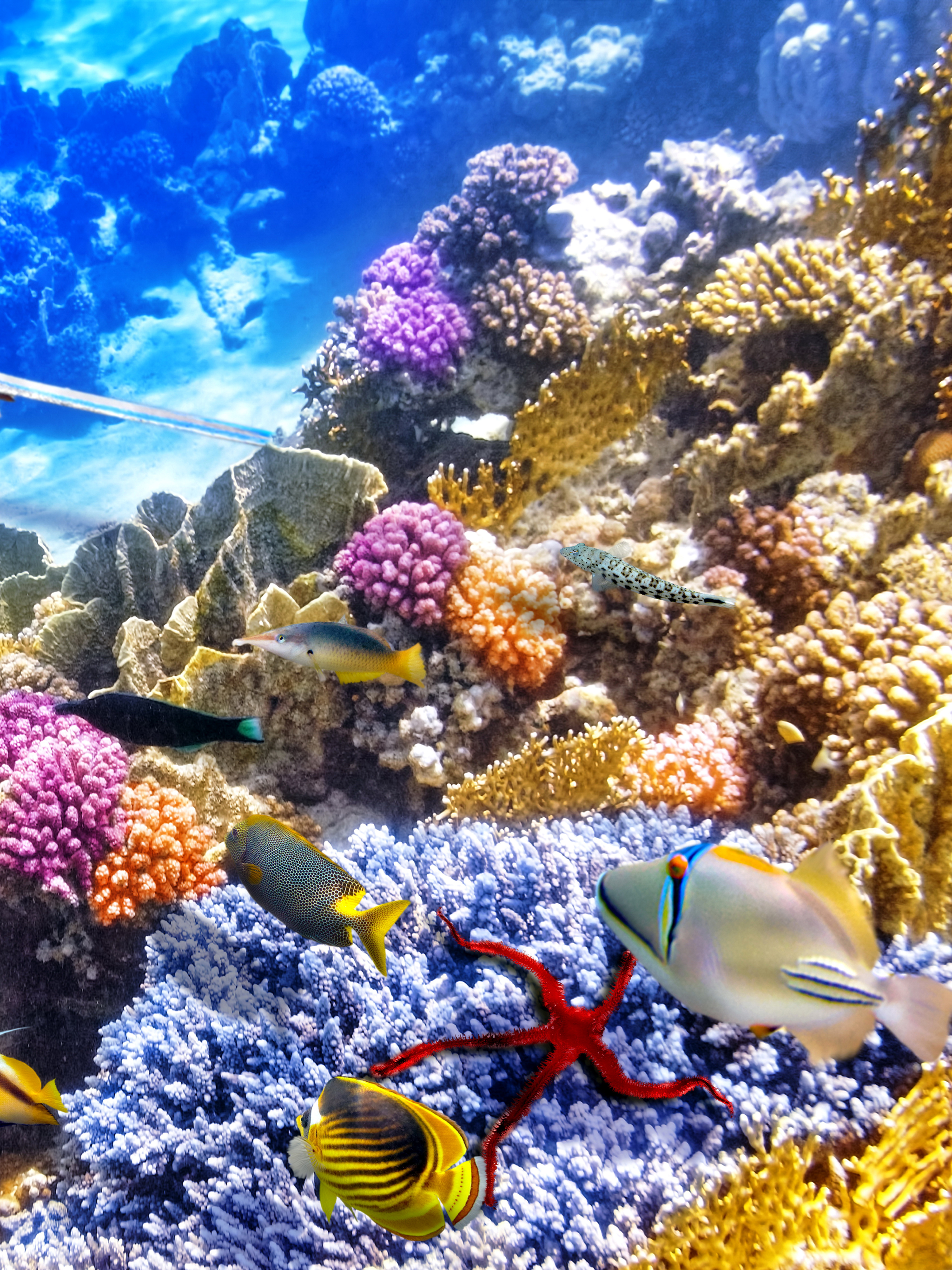 1180411 descargar imagen animales, pez, mantarraya, coral, submarino, submarina, peces: fondos de pantalla y protectores de pantalla gratis