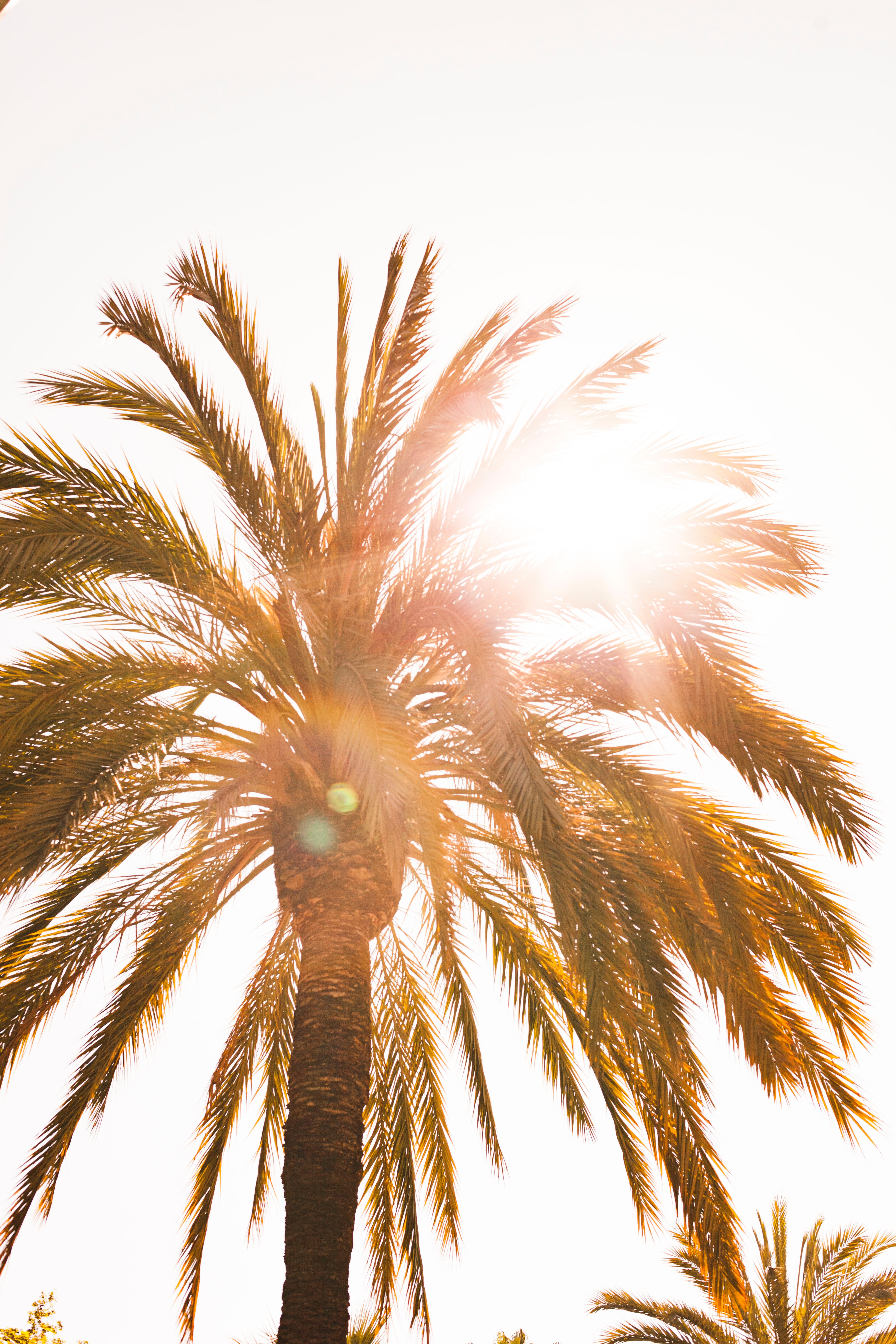 bright, nature, sun, glare, shine, light, palm desktop HD wallpaper