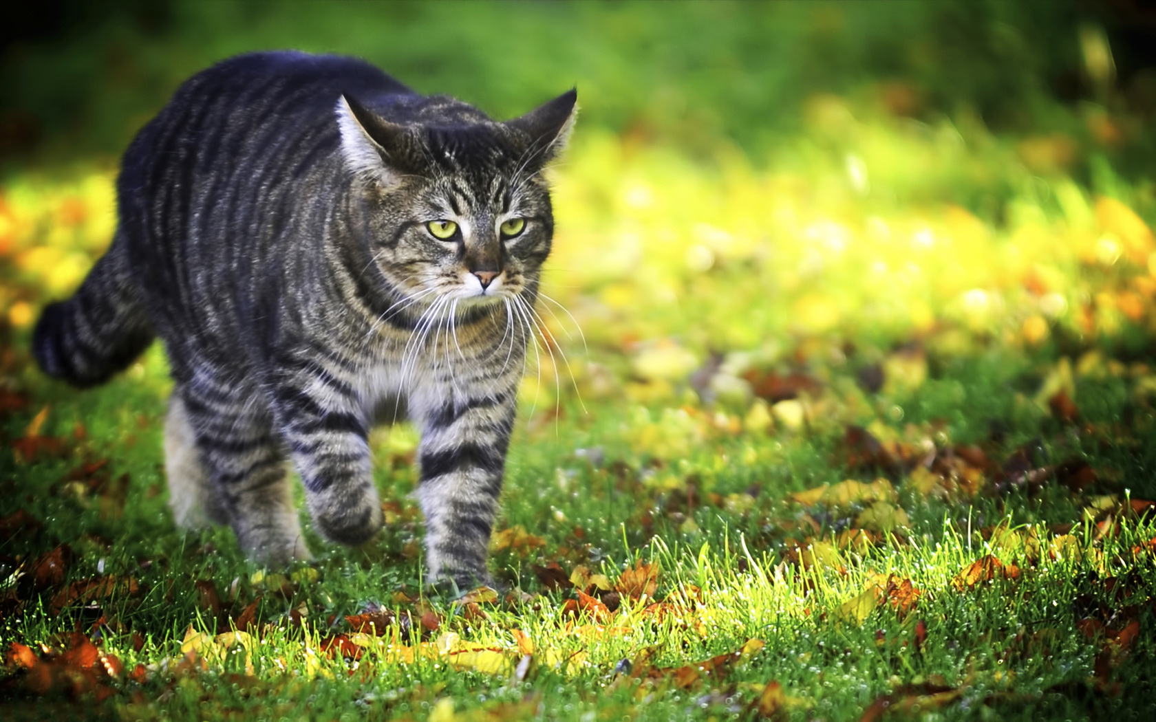 PCデスクトップに動物, ネコ, 猫画像を無料でダウンロード