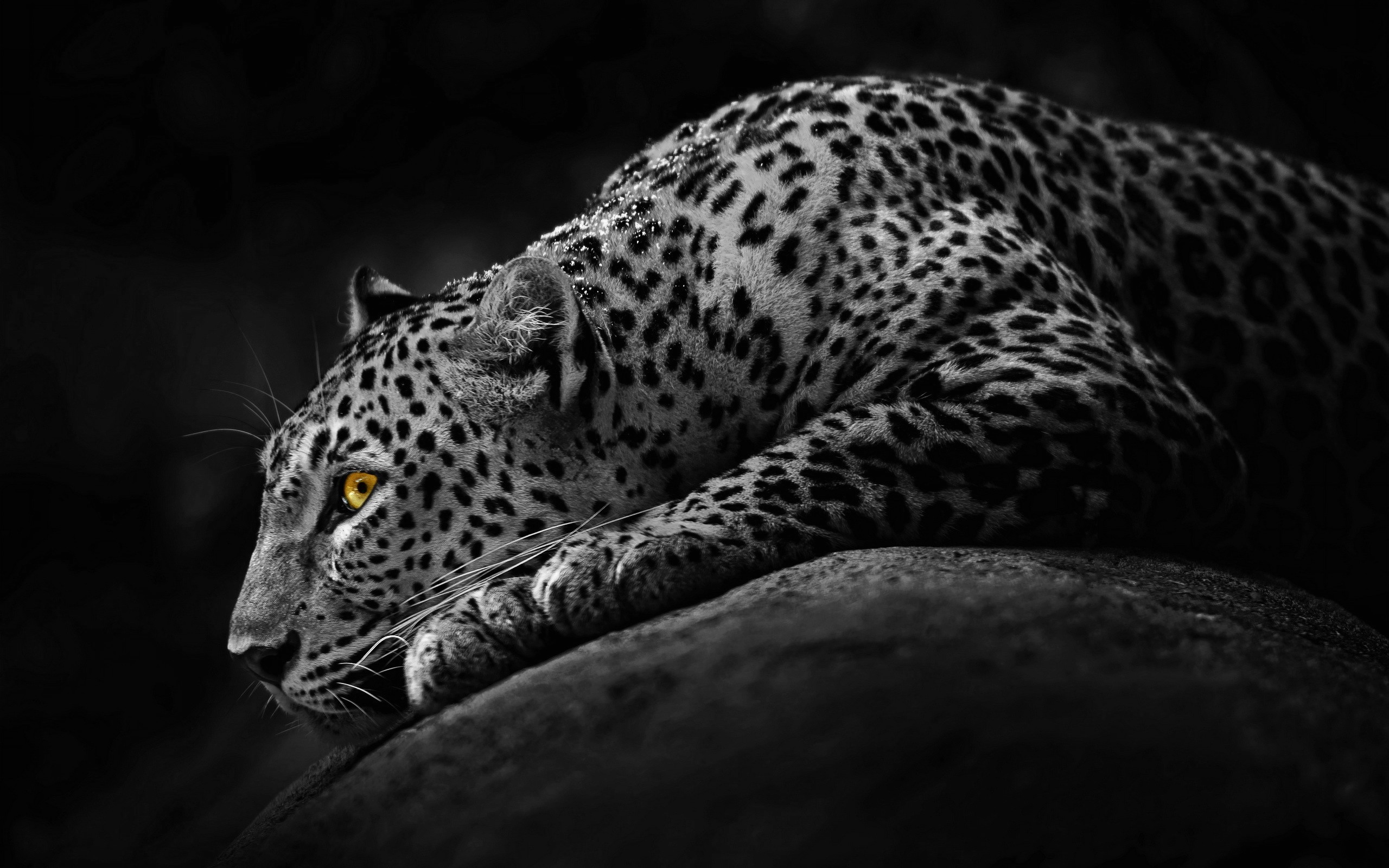 Free download wallpaper Leopard, Cats, Animal on your PC desktop