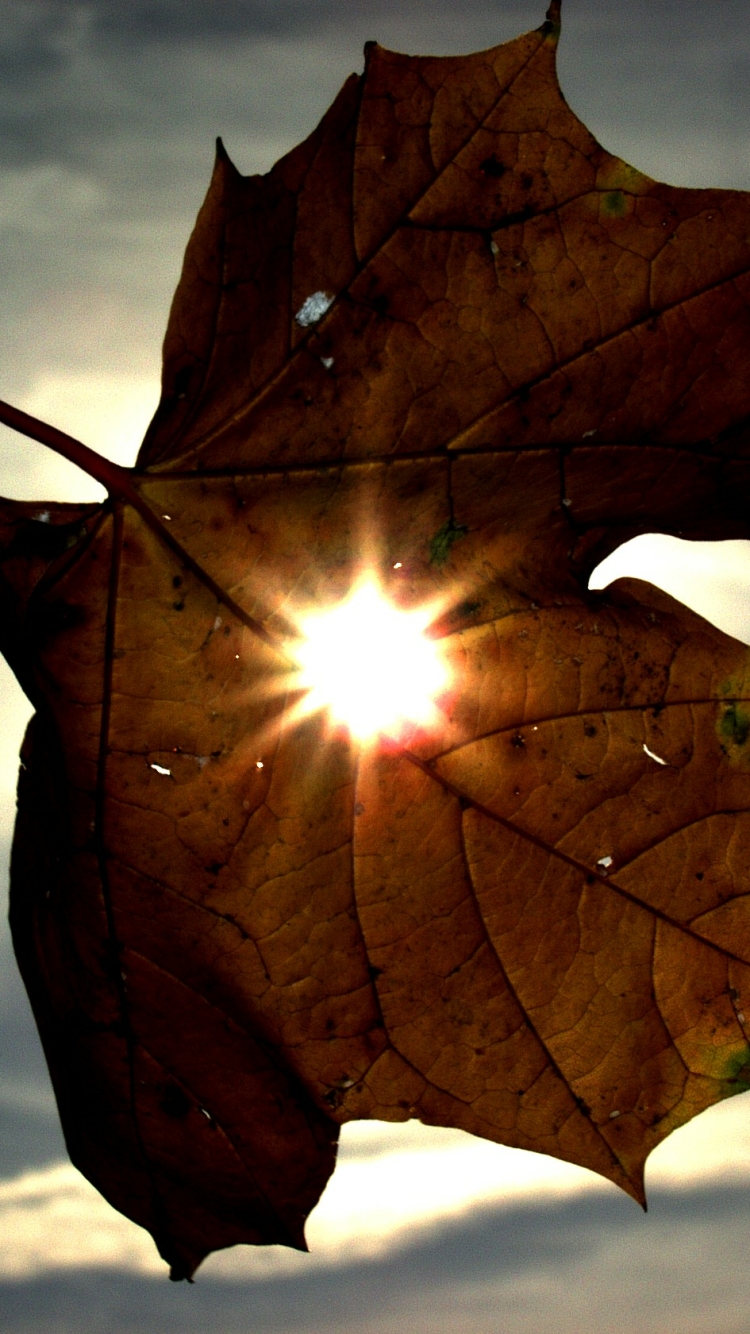 Download mobile wallpaper Close Up, Leaf, Earth for free.