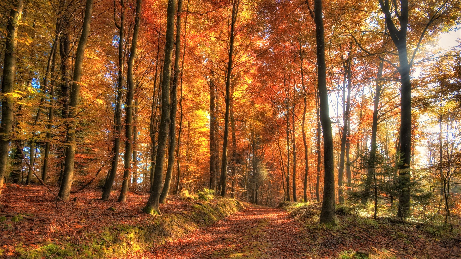 PCデスクトップに秋, 葉, 道, 森, 日光, マンメイド画像を無料でダウンロード