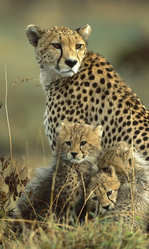 Download mobile wallpaper Cats, Cheetah, Animal for free.