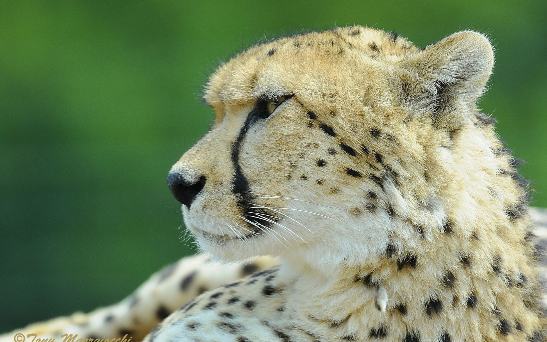 Handy-Wallpaper Tiere, Katzen, Gepard kostenlos herunterladen.