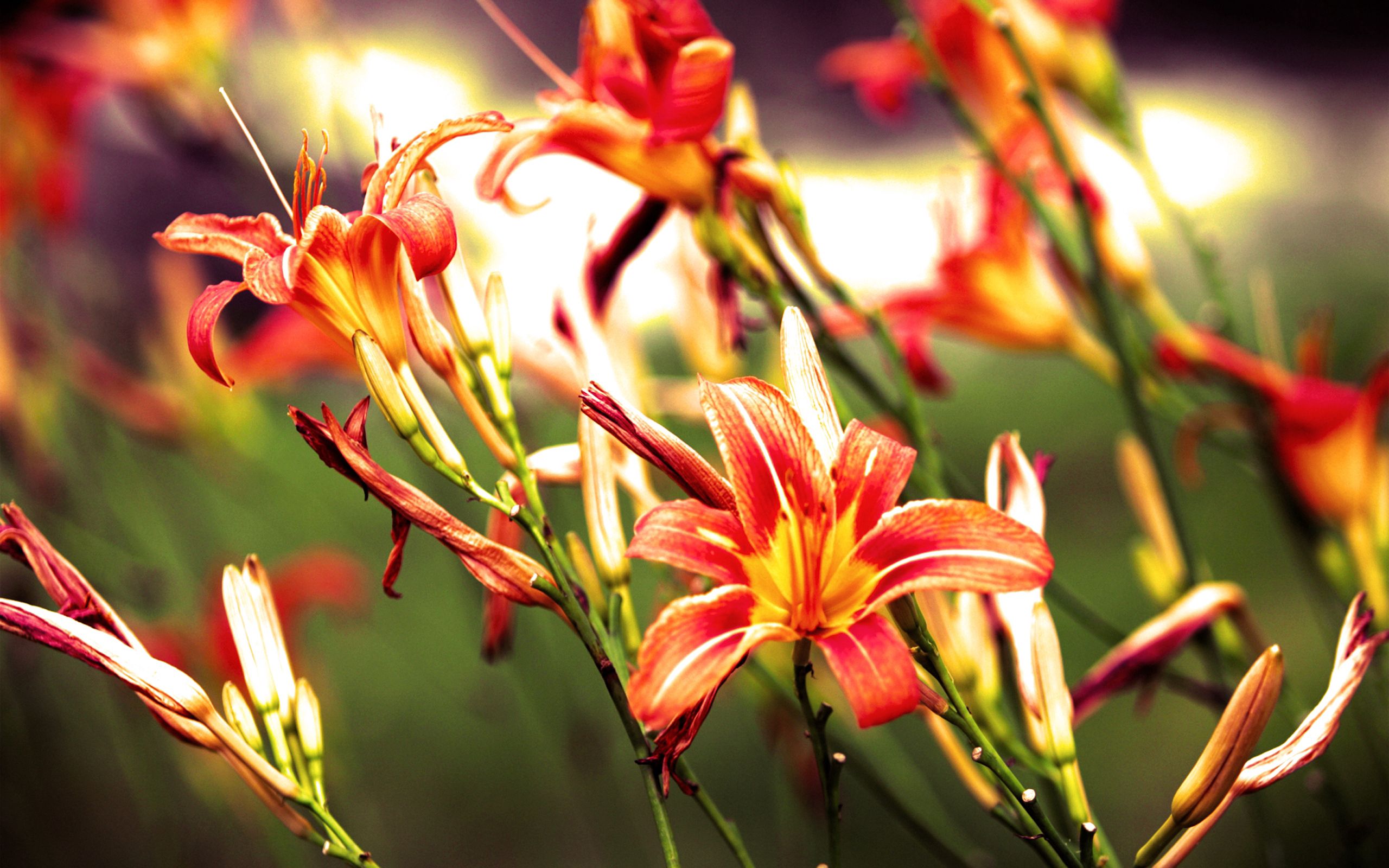Free download wallpaper Flowers, Lilies, Bright on your PC desktop