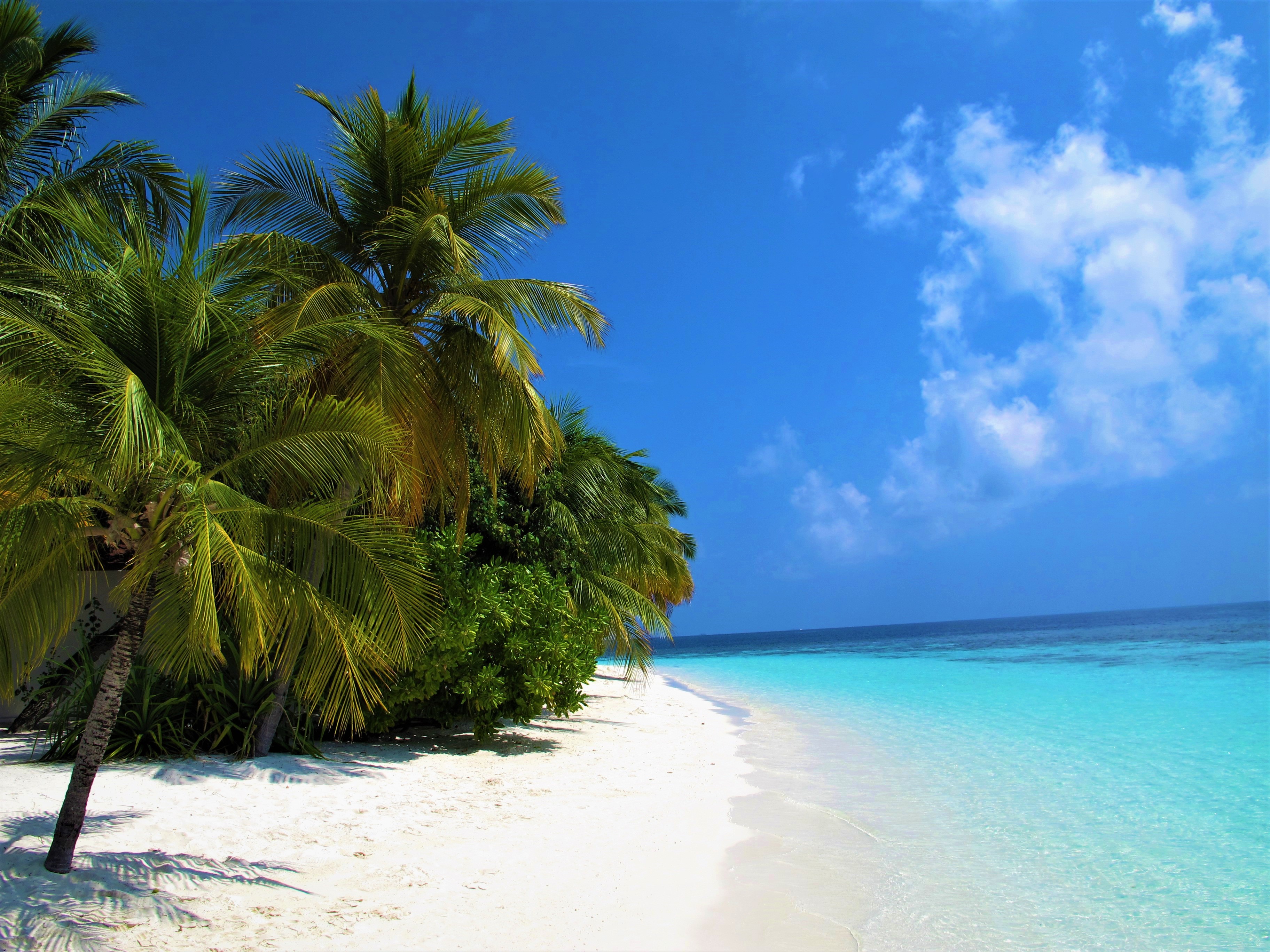 Скачать картинку Море, Пляж, Пальмы, Океан, Тропический, Мальдивы, Земля/природа в телефон бесплатно.