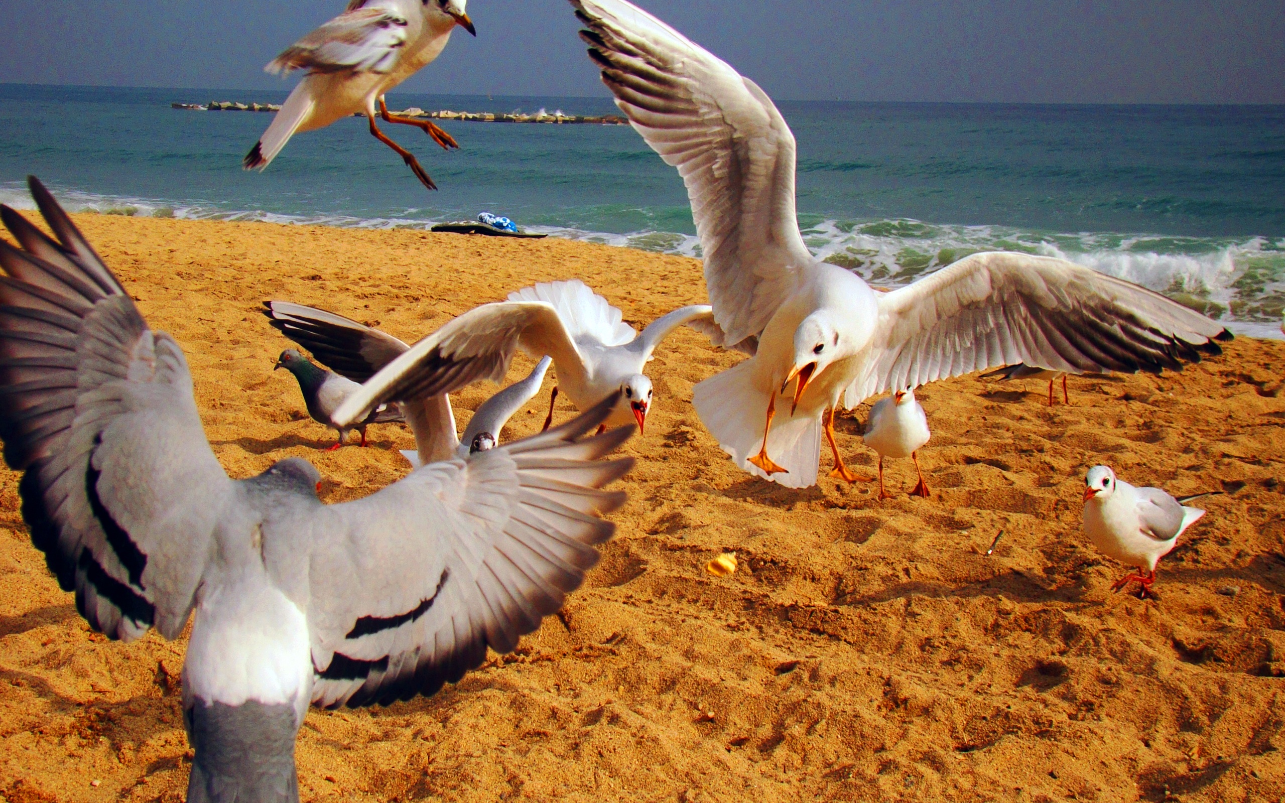 166349 descargar imagen animales, ave, playa, paloma, gaviota, españa, aves: fondos de pantalla y protectores de pantalla gratis