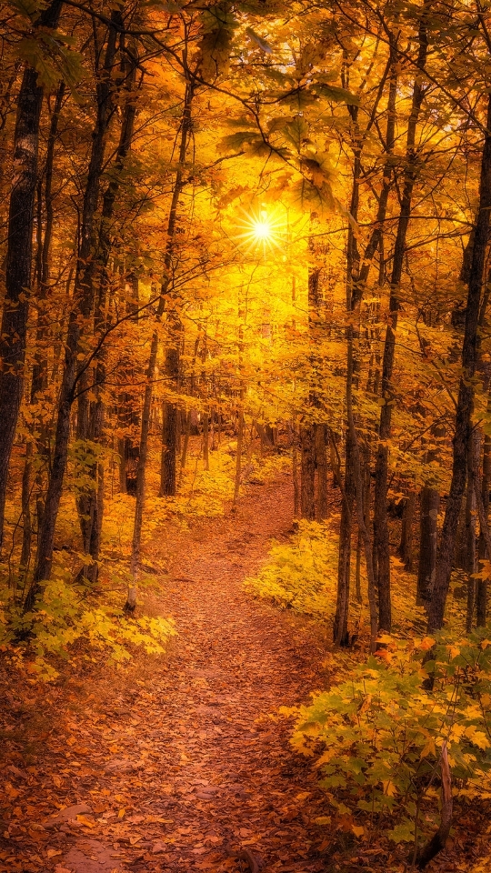 Скачать картинку Осень, Дорога, Лес, Дорожка, Падать, Земля/природа в телефон бесплатно.