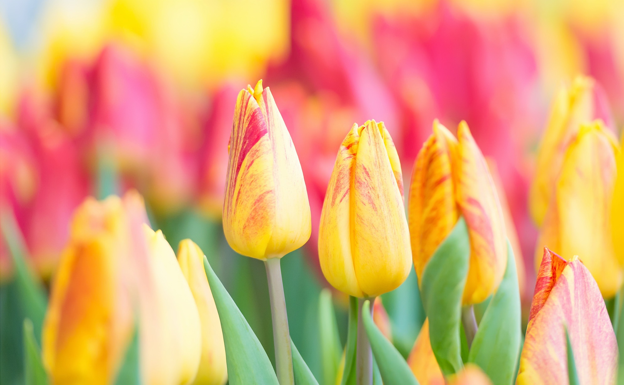 Free download wallpaper Nature, Flowers, Flower, Macro, Earth, Tulip, Yellow Flower on your PC desktop