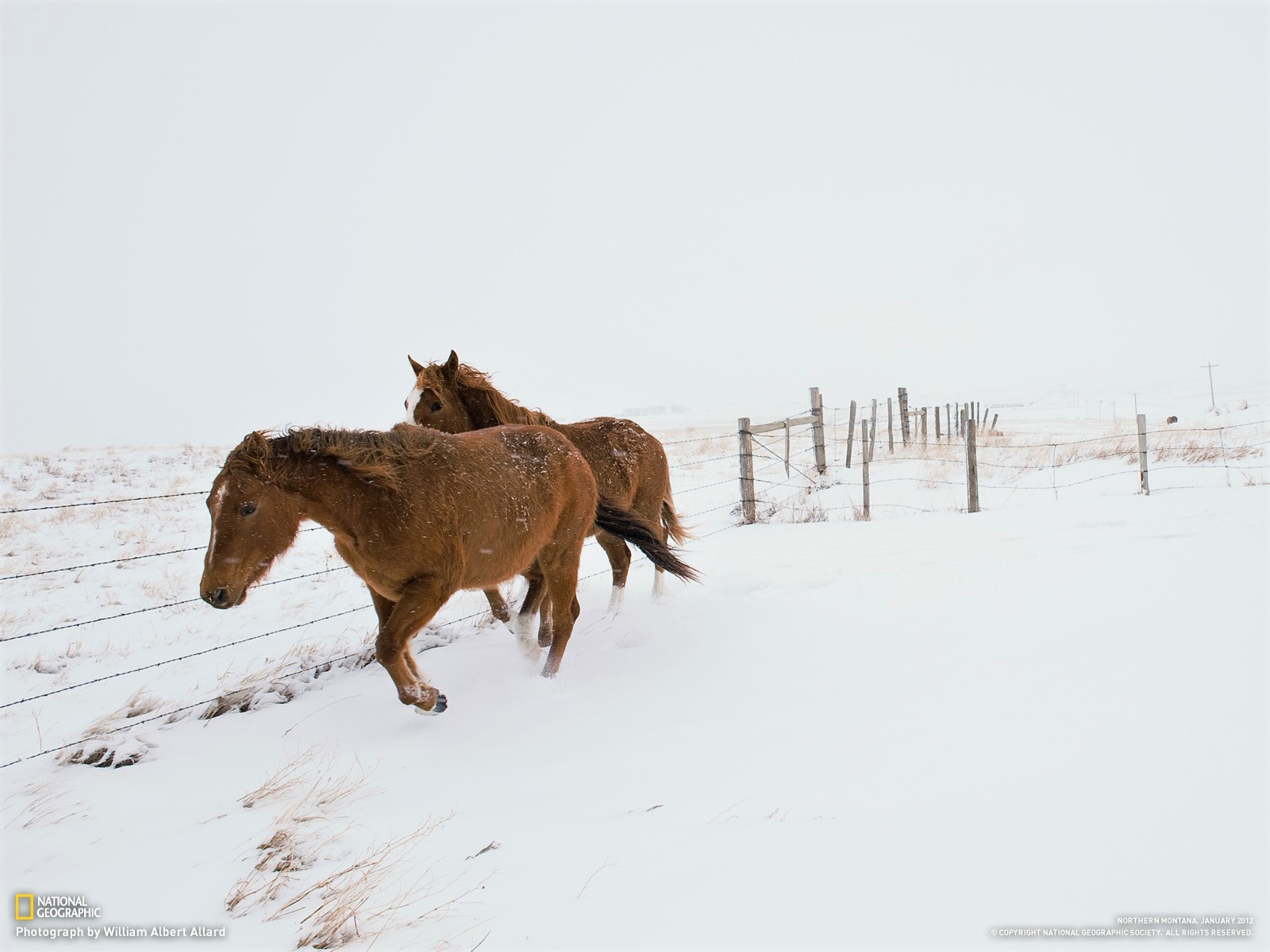 Free download wallpaper Winter, Snow, Animal, Horse on your PC desktop