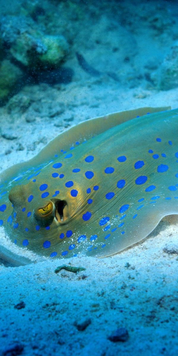 Fondo de pantalla de PC Animales, Mantarraya, Pez, 1463148.