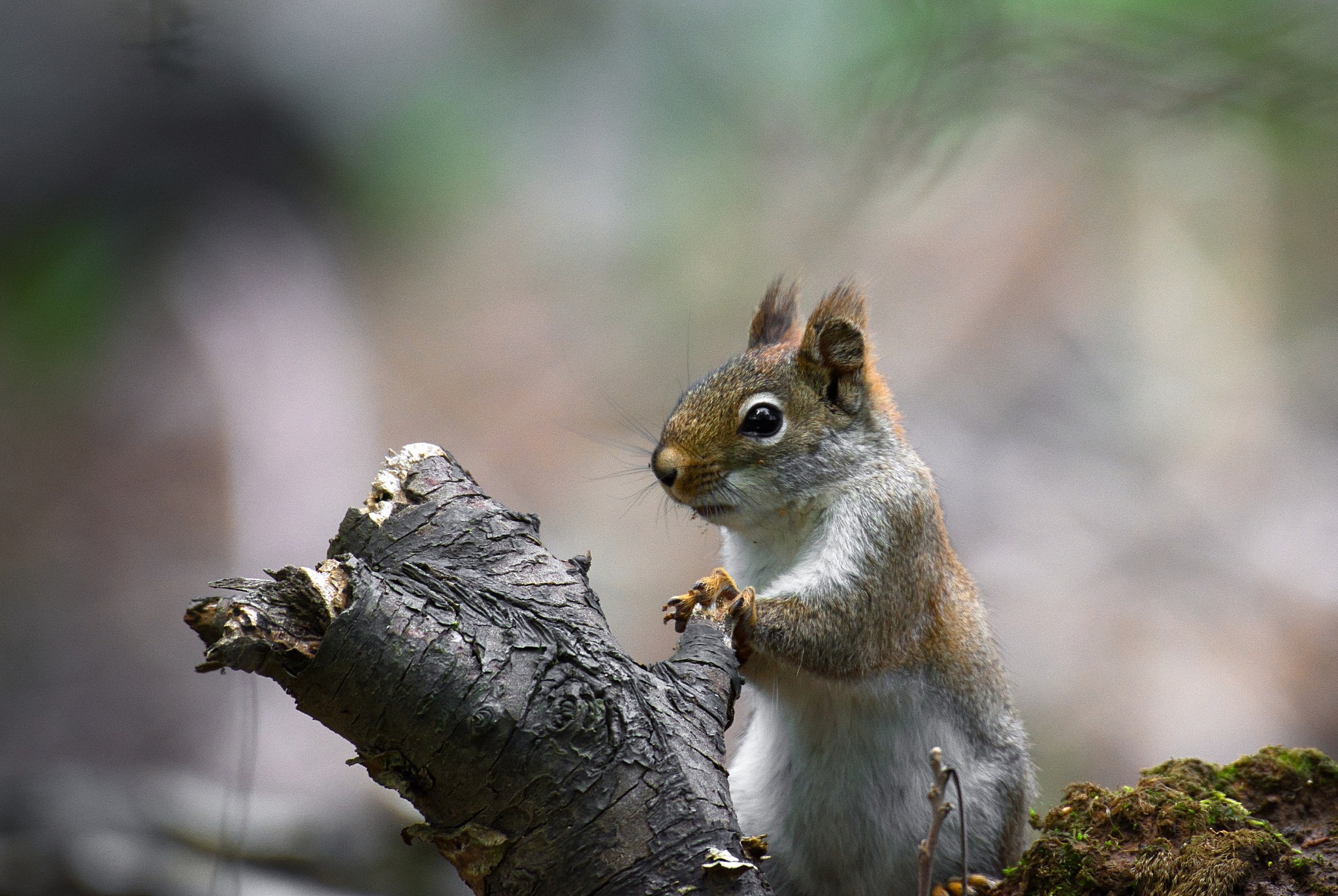 Download mobile wallpaper Squirrel, Animal, Rodent for free.