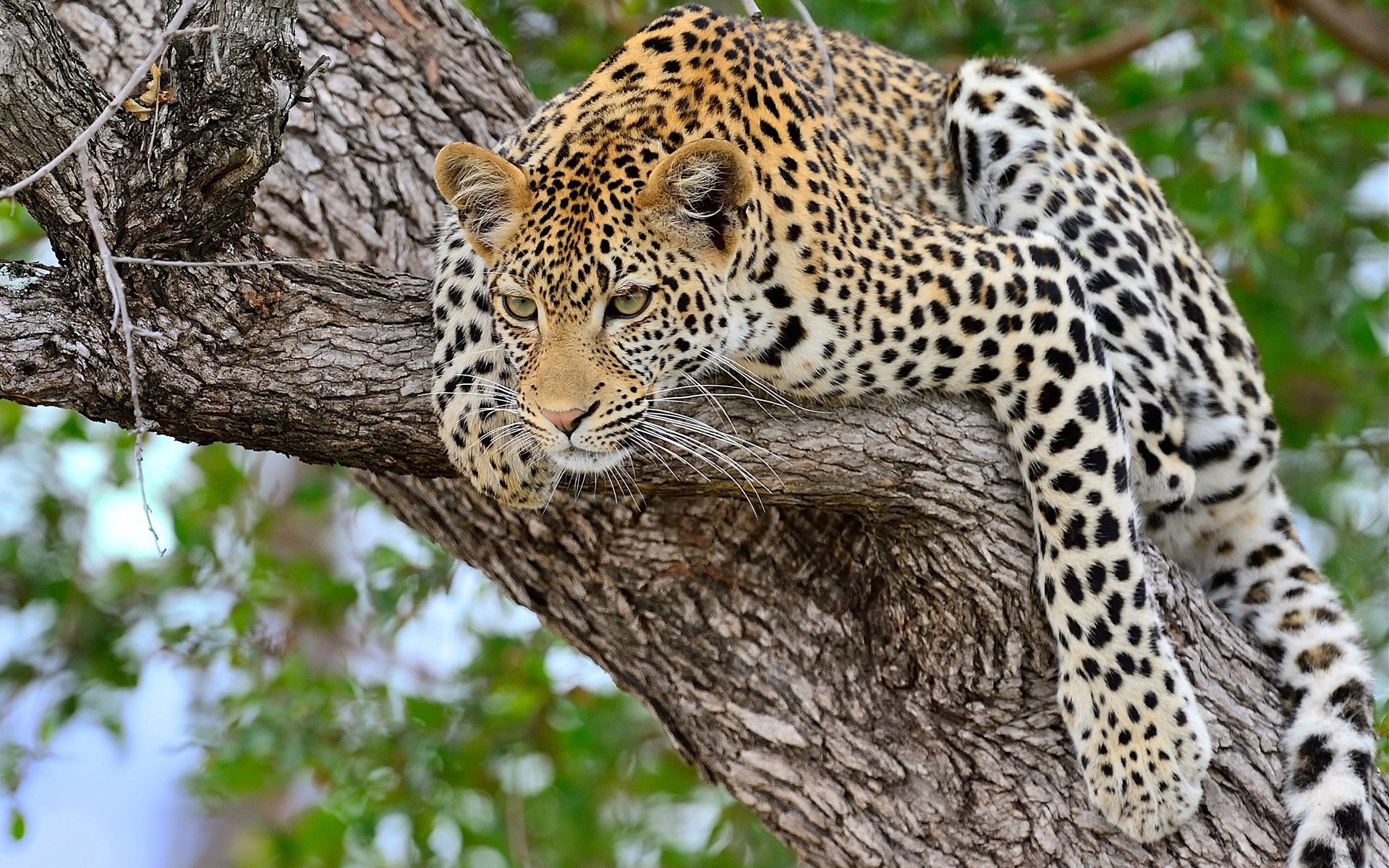 leopard, animals, wood, to lie down, lie, tree, predator