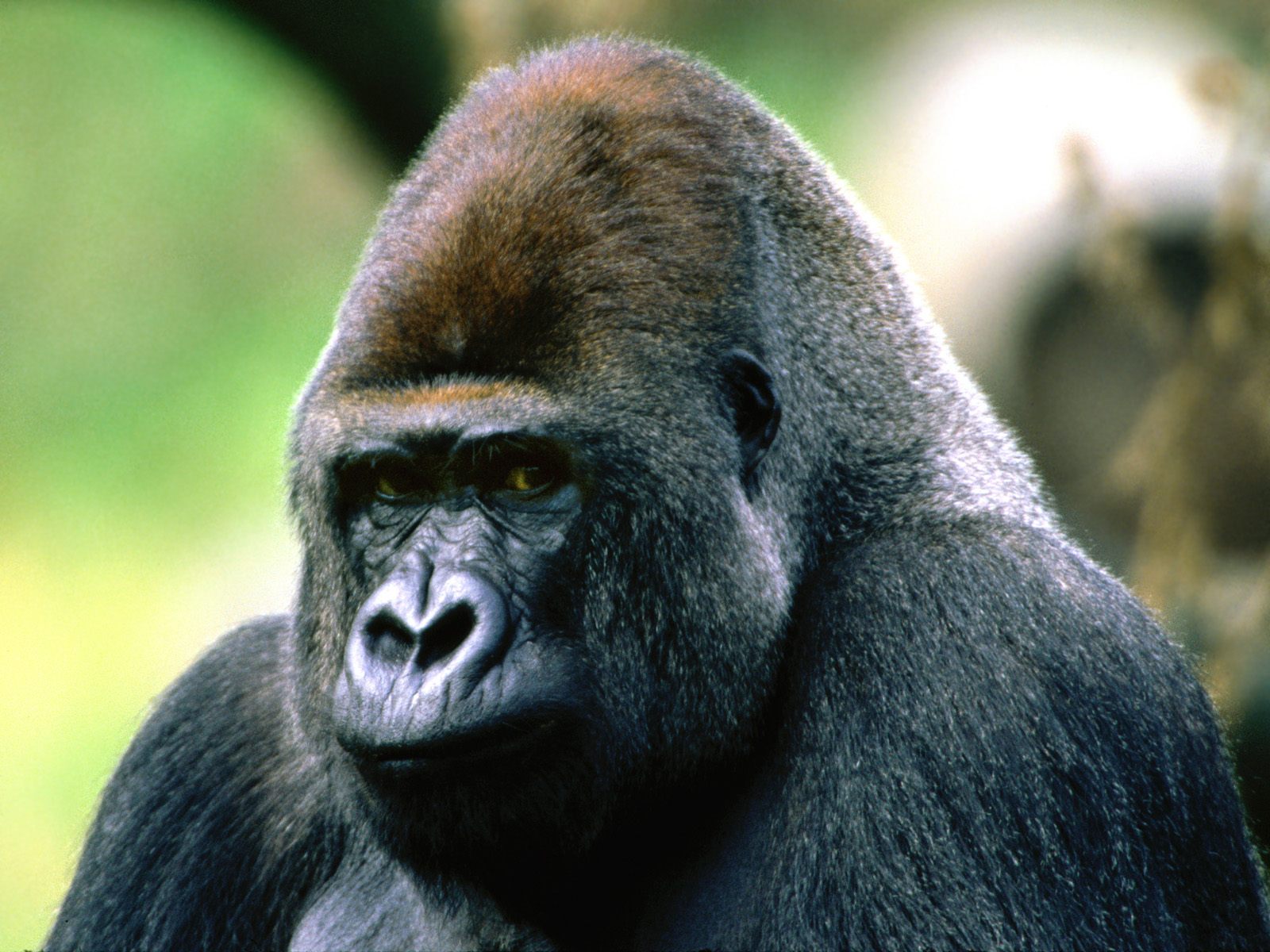 Baixar papel de parede para celular de Macacos, Gorila, Animais gratuito.