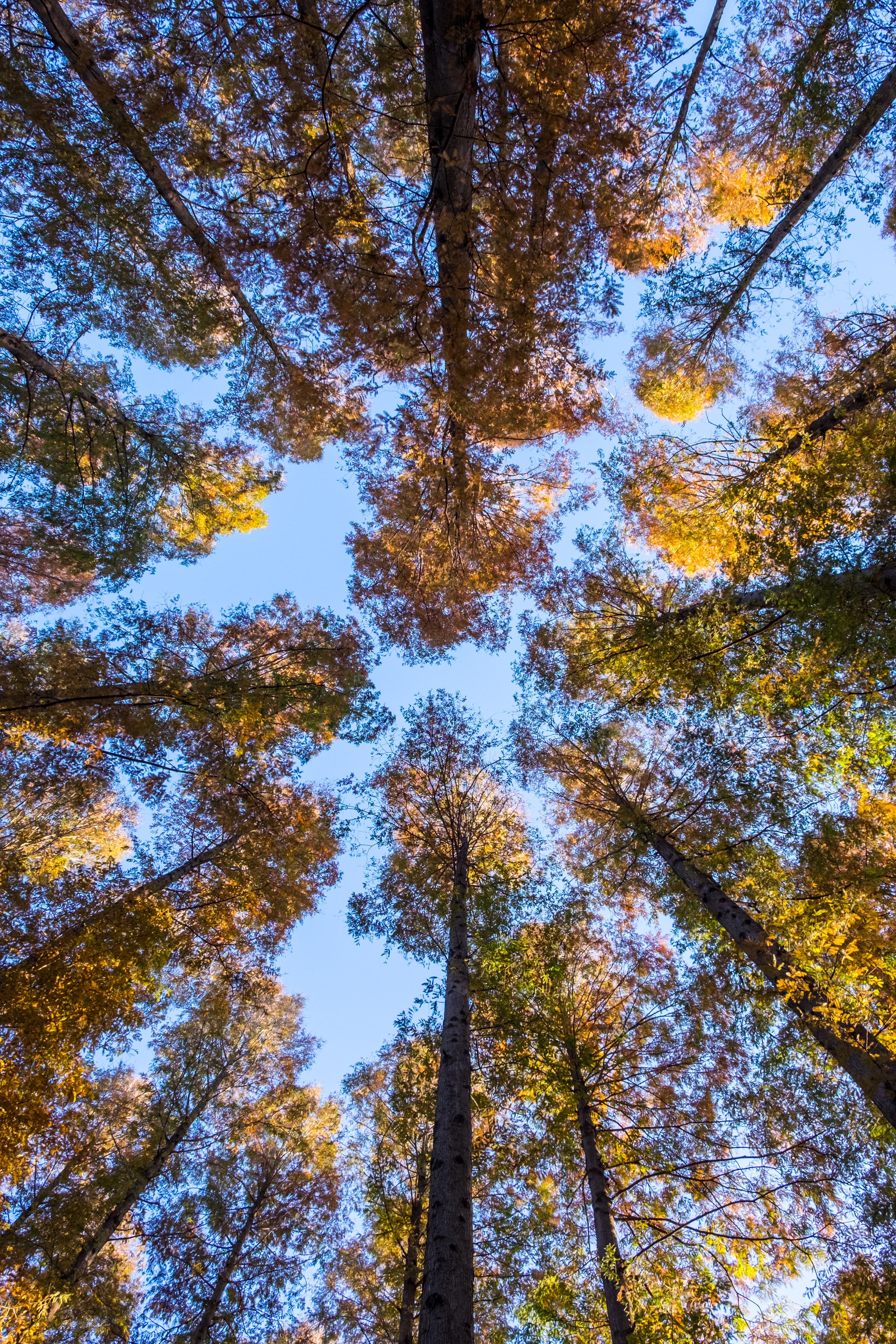 Laden Sie das Natur, Bäume, Sky, Wald, Untere Ansicht, Untersicht-Bild kostenlos auf Ihren PC-Desktop herunter