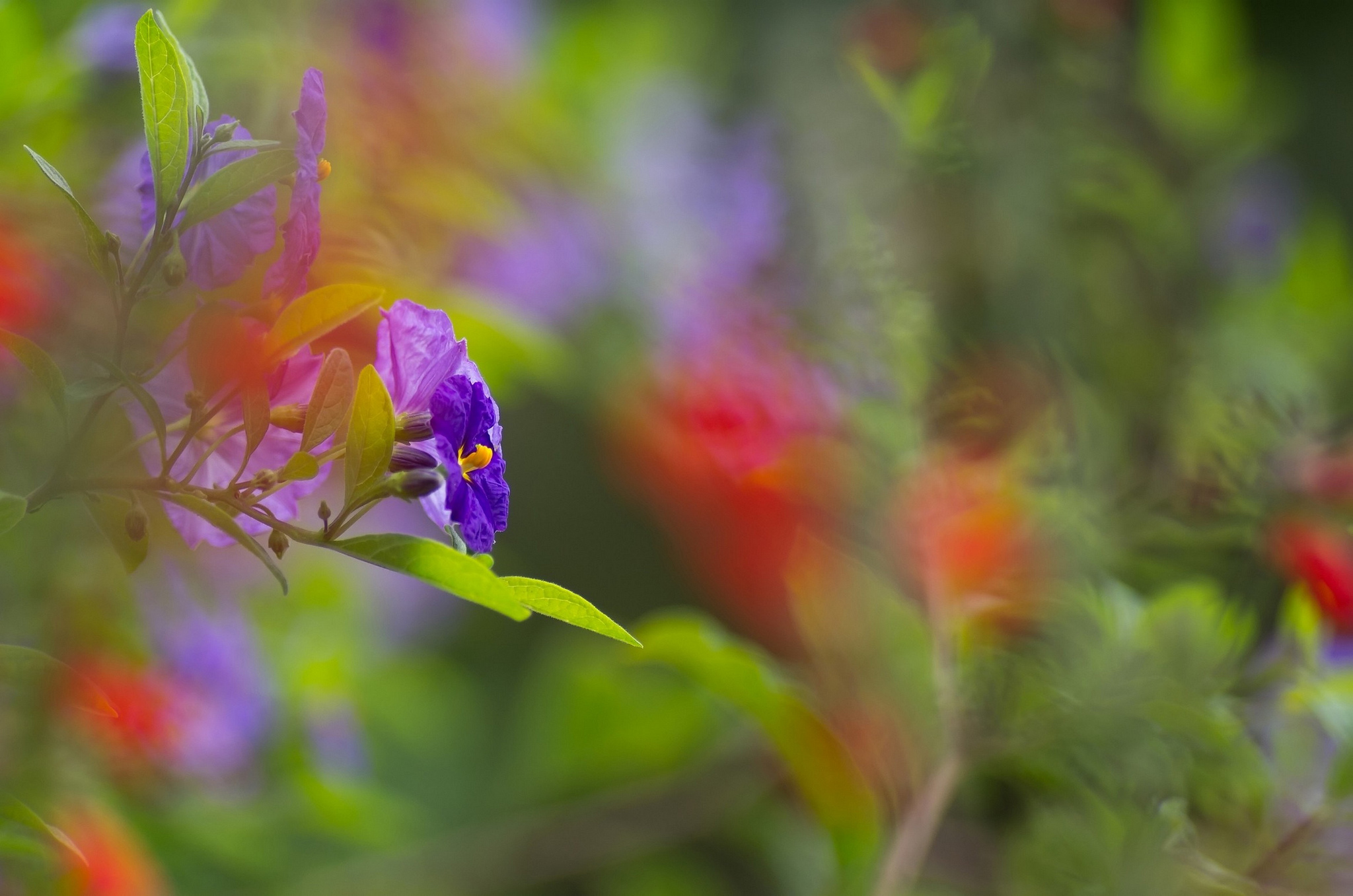 Download mobile wallpaper Nature, Flowers, Flower, Blur, Earth, Bokeh, Purple Flower for free.