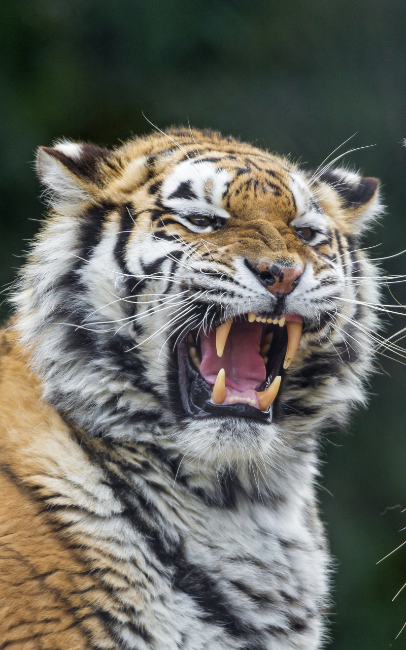 Handy-Wallpaper Tiere, Katzen, Tiger kostenlos herunterladen.