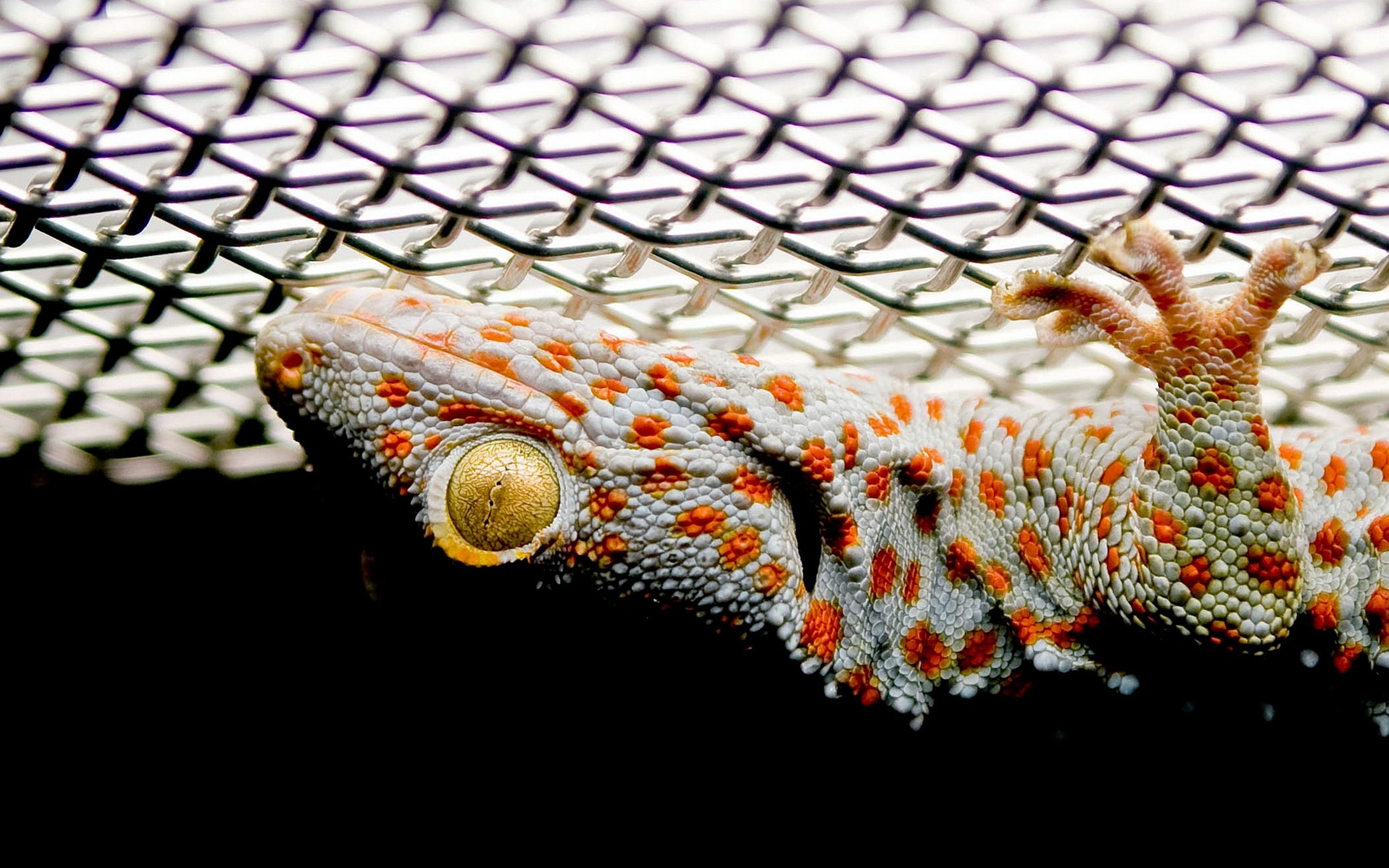 310409 Hintergrundbild herunterladen tiere, tokay gecko, reptilien - Bildschirmschoner und Bilder kostenlos