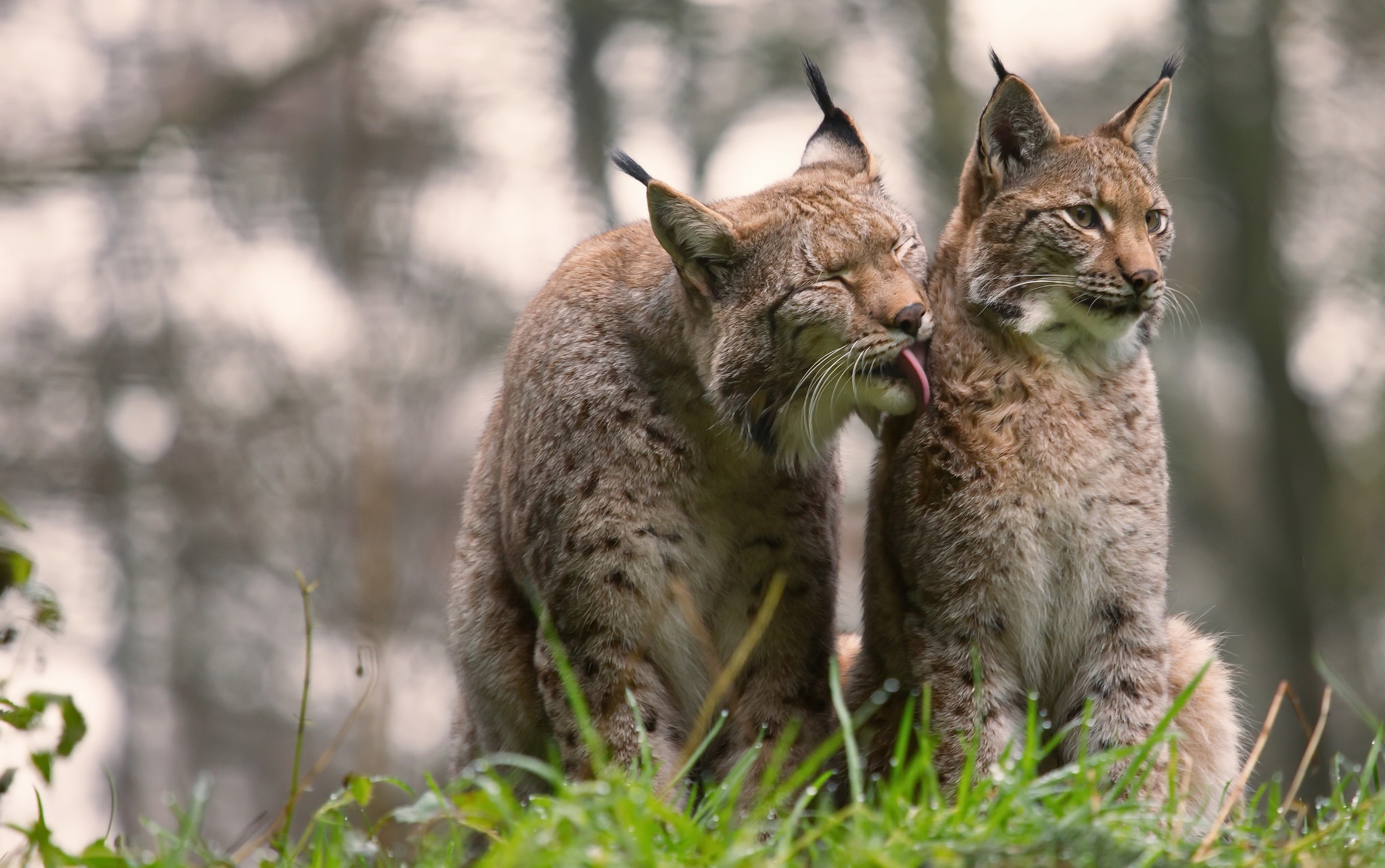 Descarga gratis la imagen Animales, Gatos, Lince, Profundidad De Campo en el escritorio de tu PC