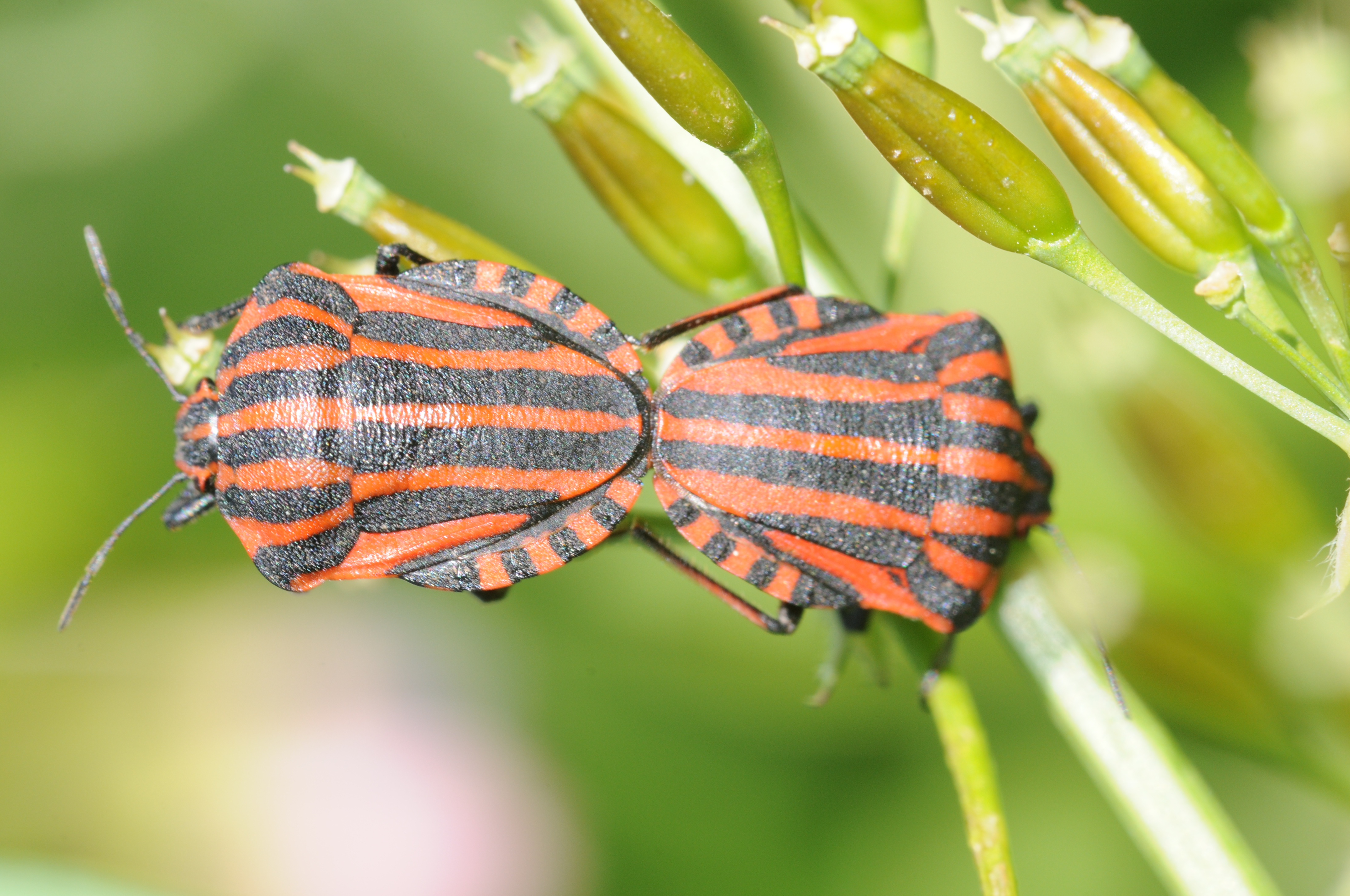 Laden Sie das Insekt, Tiere-Bild kostenlos auf Ihren PC-Desktop herunter