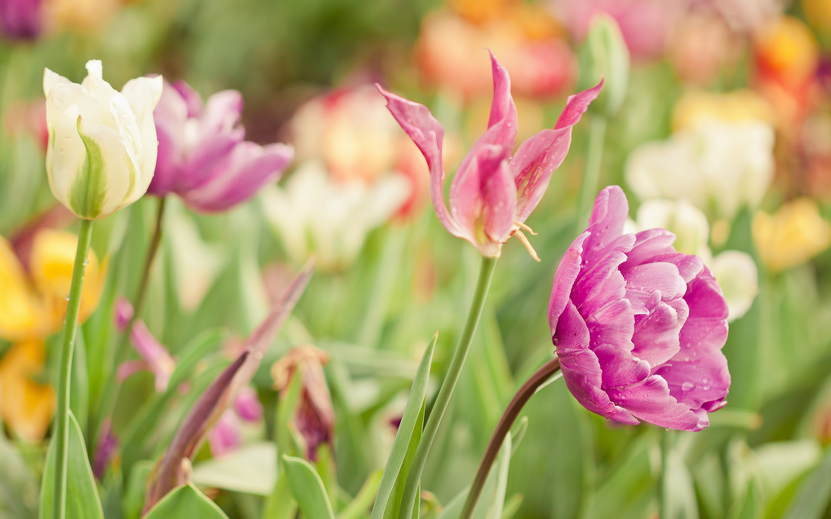 263576 Bildschirmschoner und Hintergrundbilder Blumen auf Ihrem Telefon. Laden Sie  Bilder kostenlos herunter